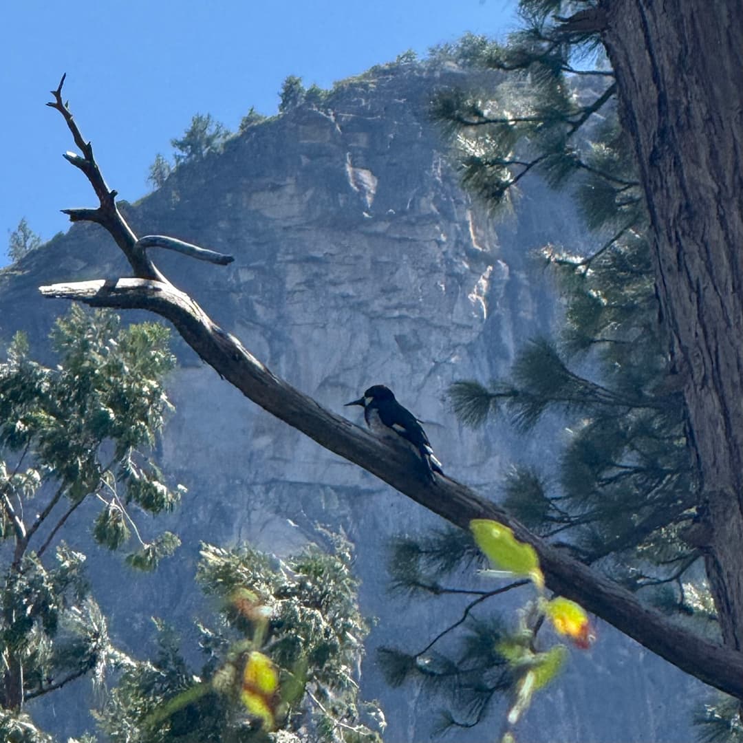 acorn woodpecker