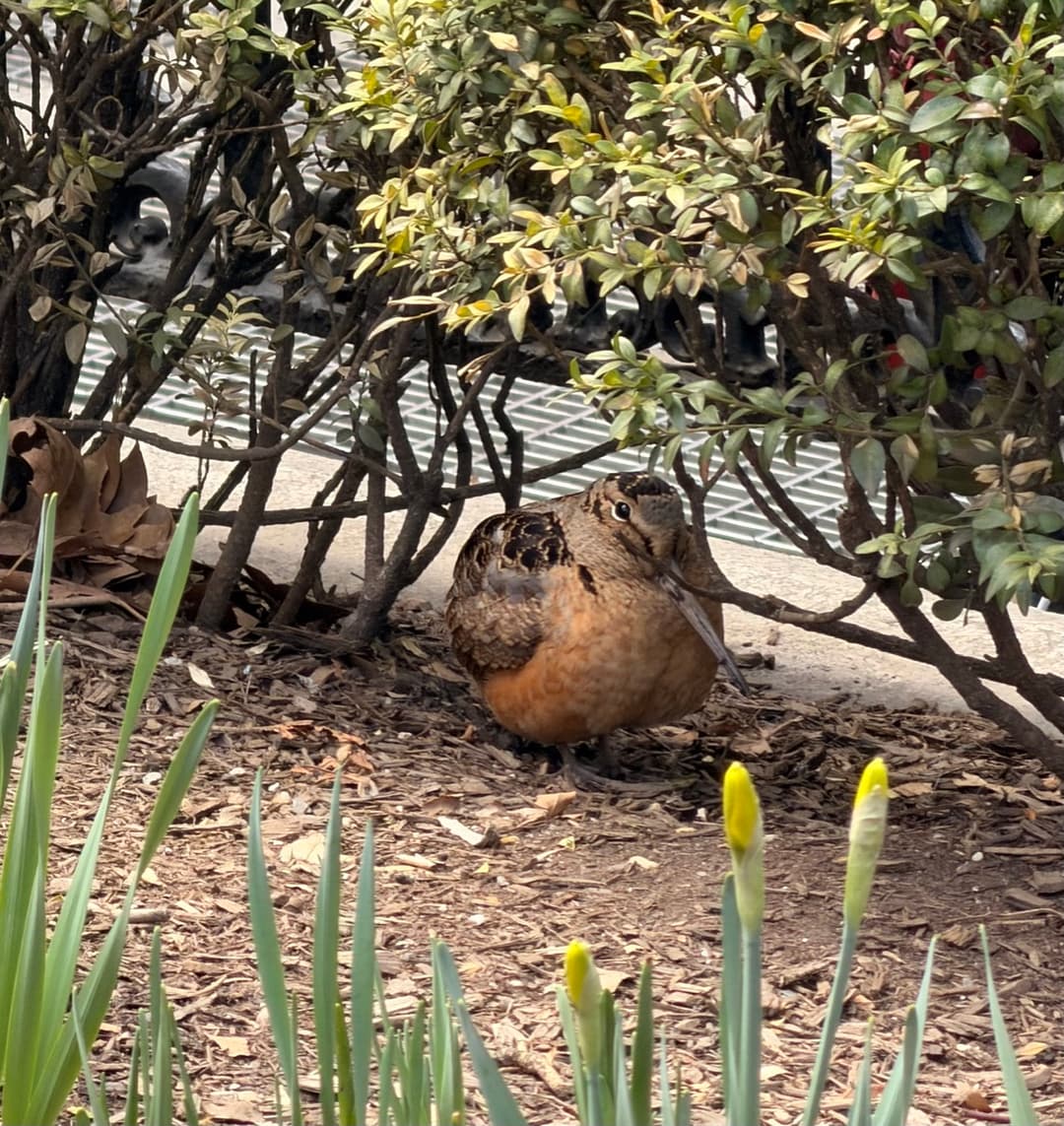 american woodcock