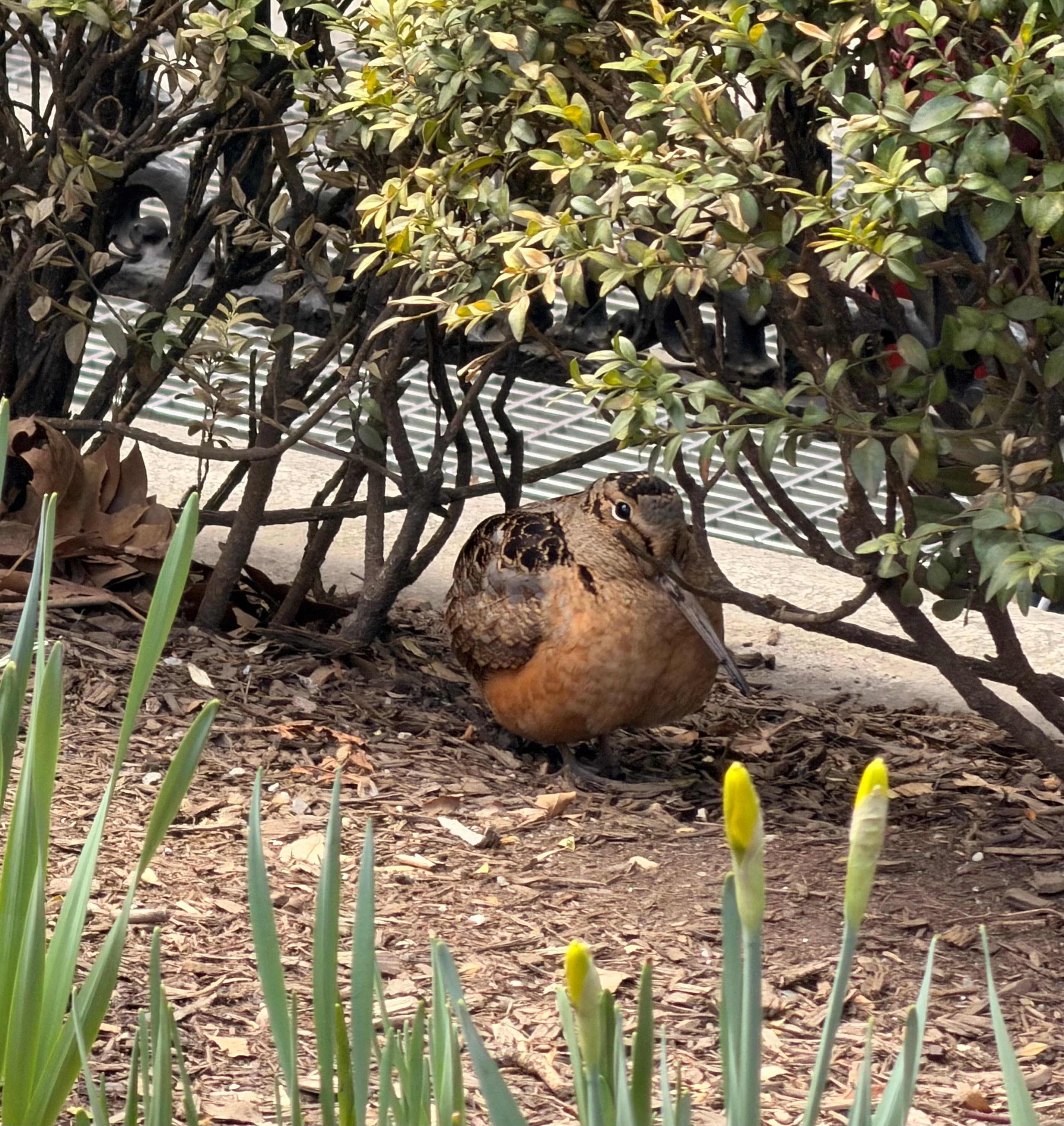 american woodcock