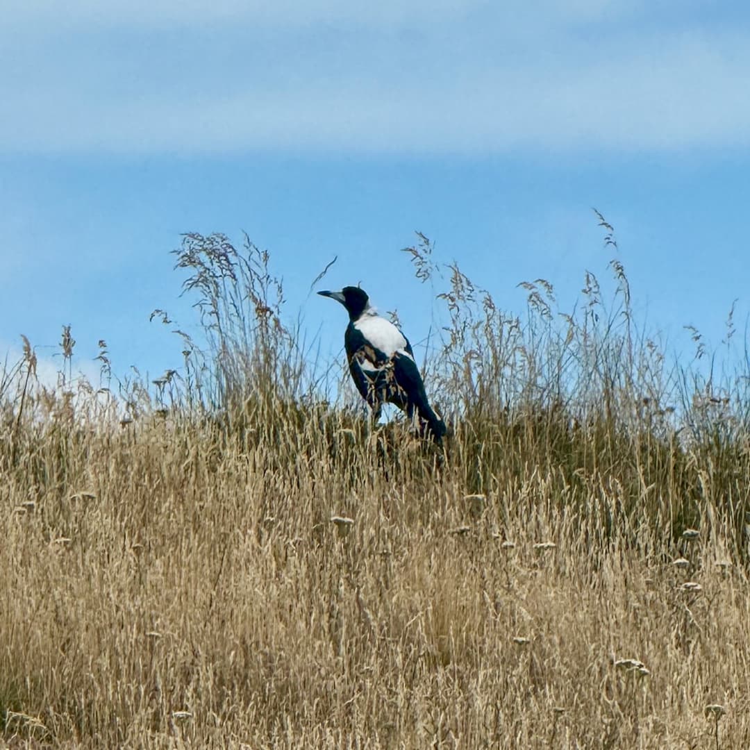 australian magpie