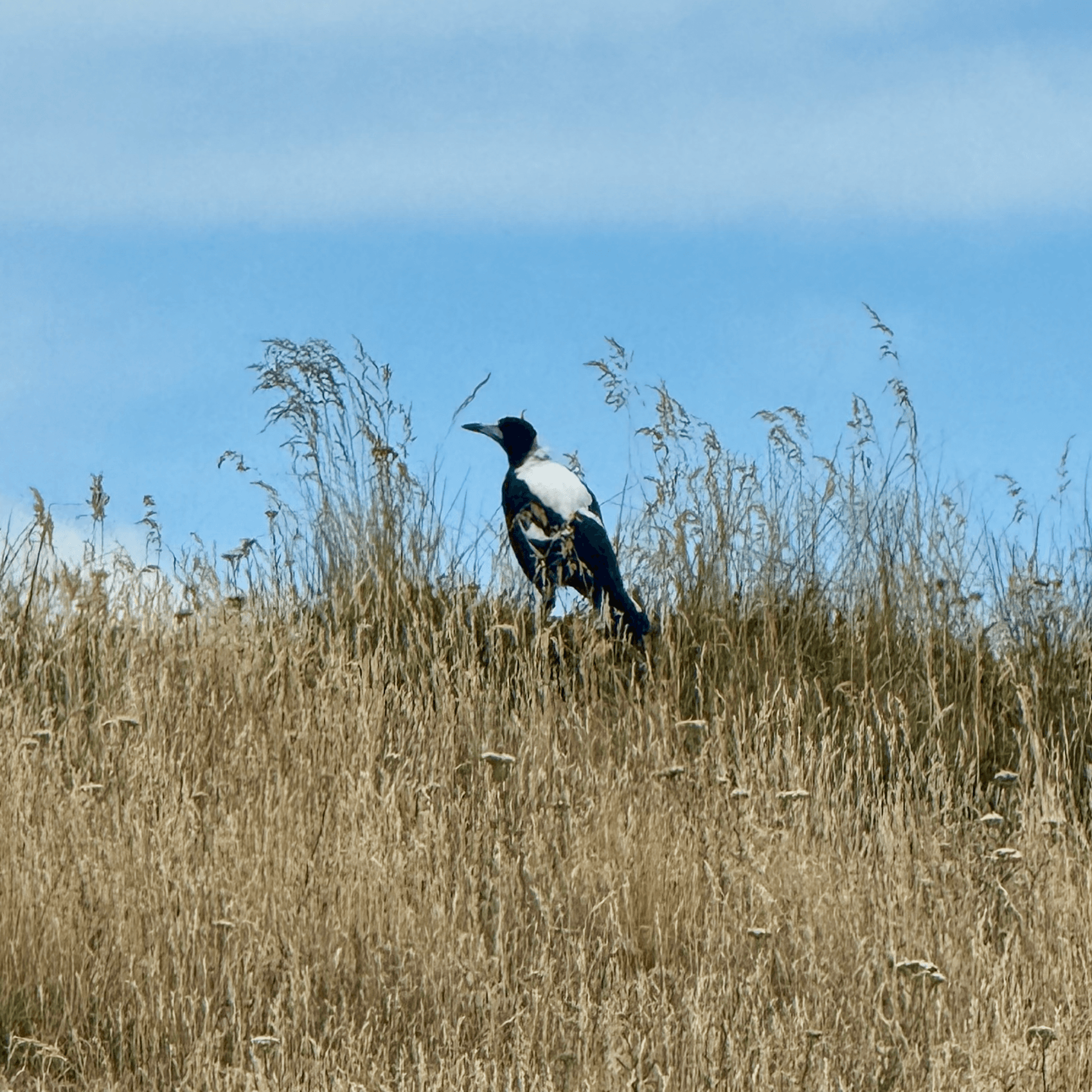 australian magpie