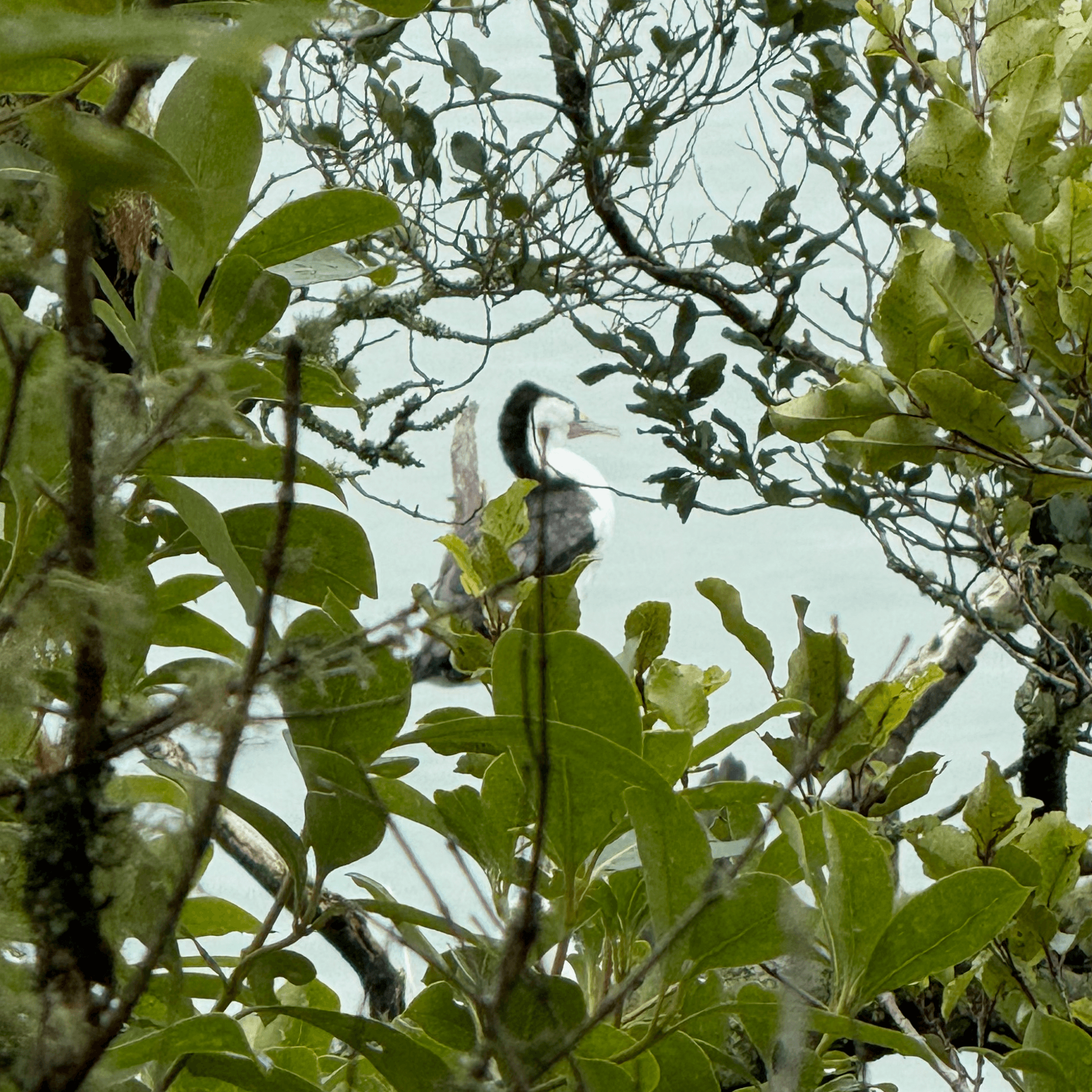 australian pied cormorant