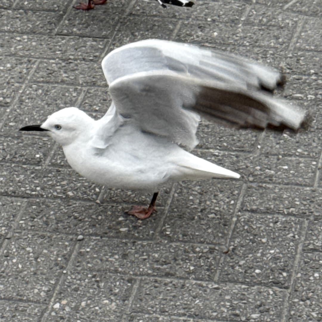 black billed gull