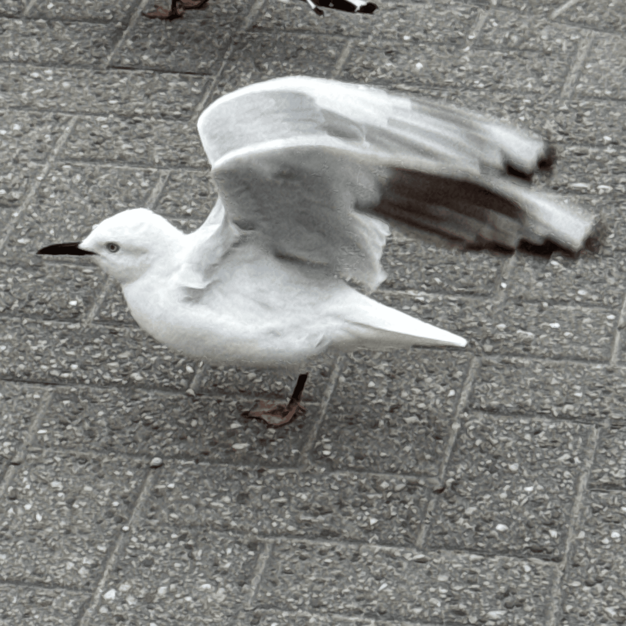 black billed gull