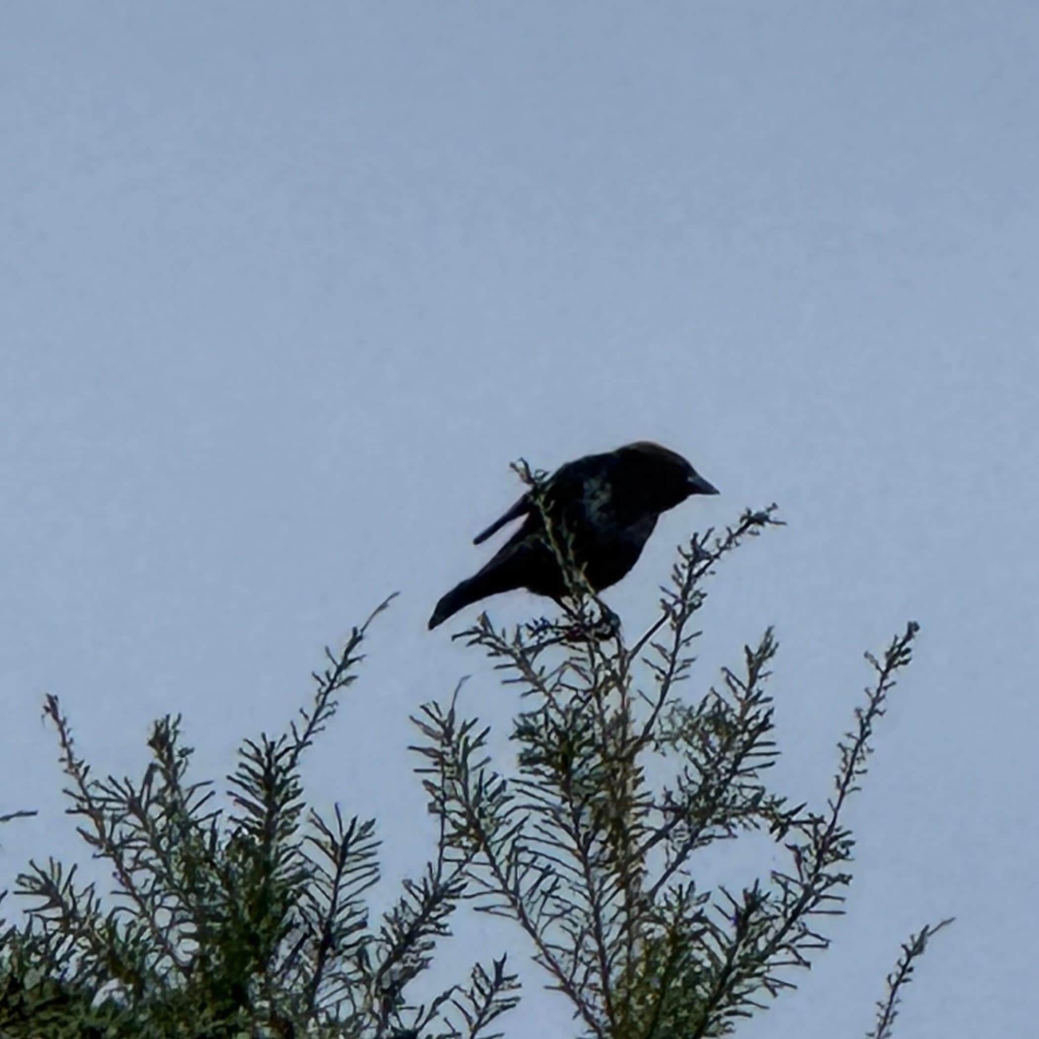 brown headed cowbird
