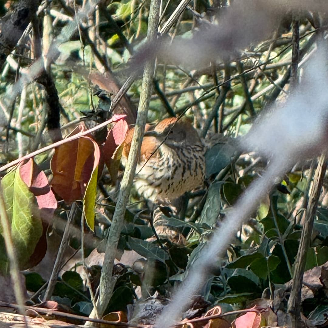 brown thrasher