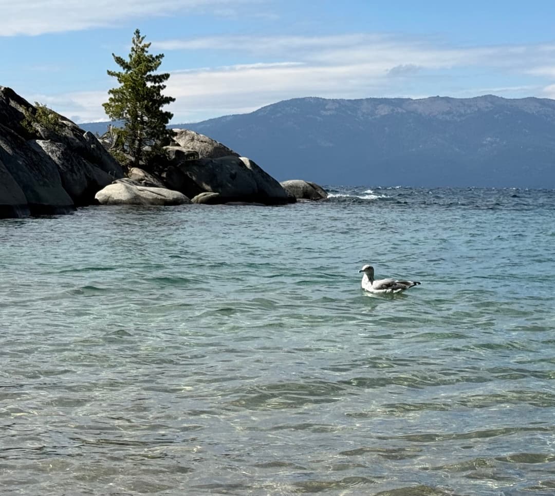 california gull