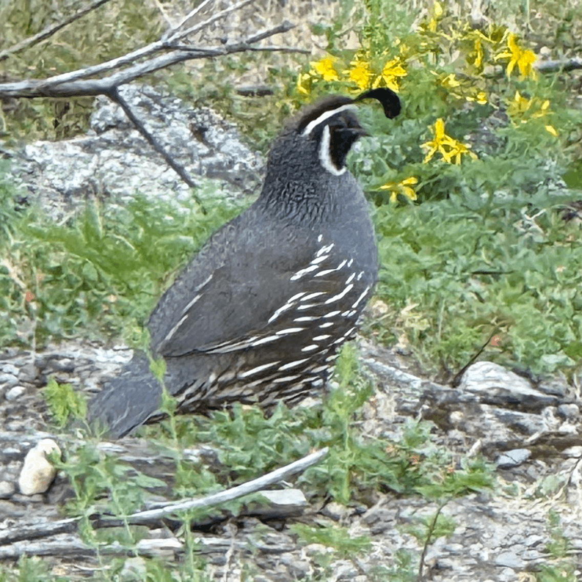 california quail