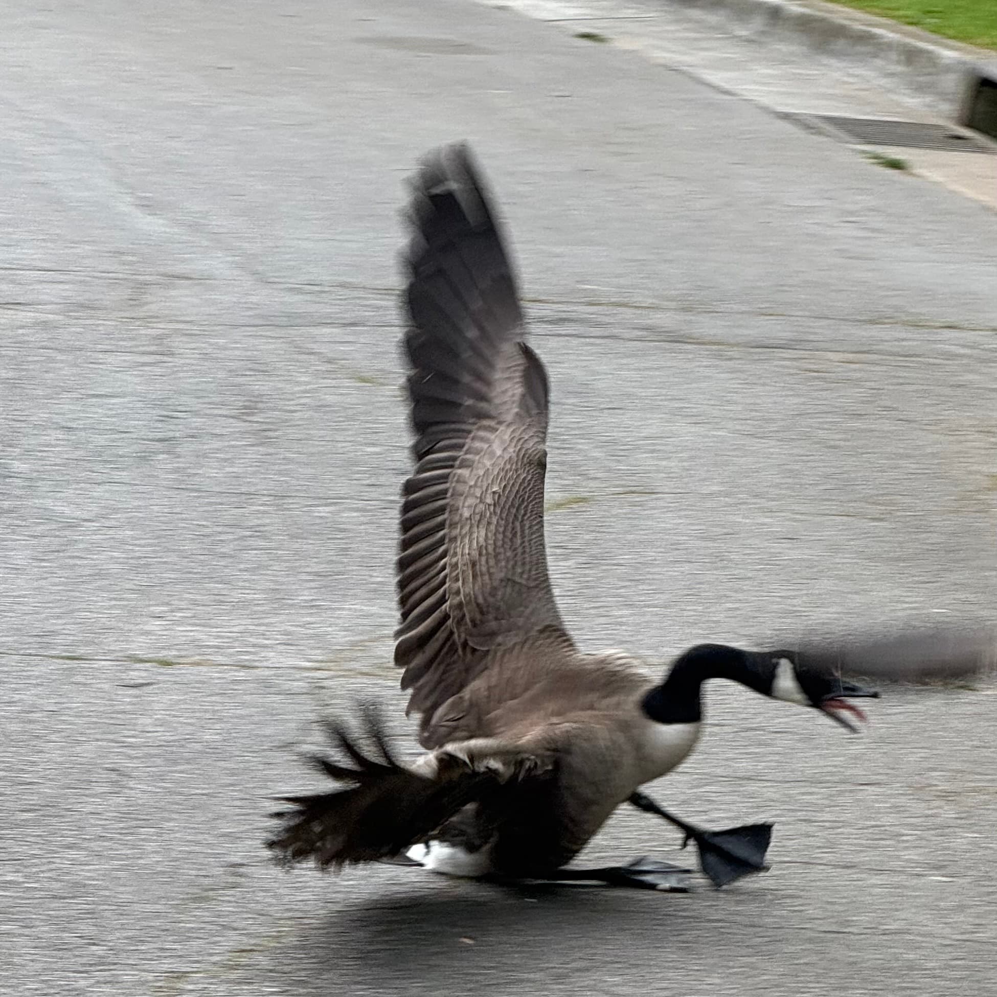 canadian goose
