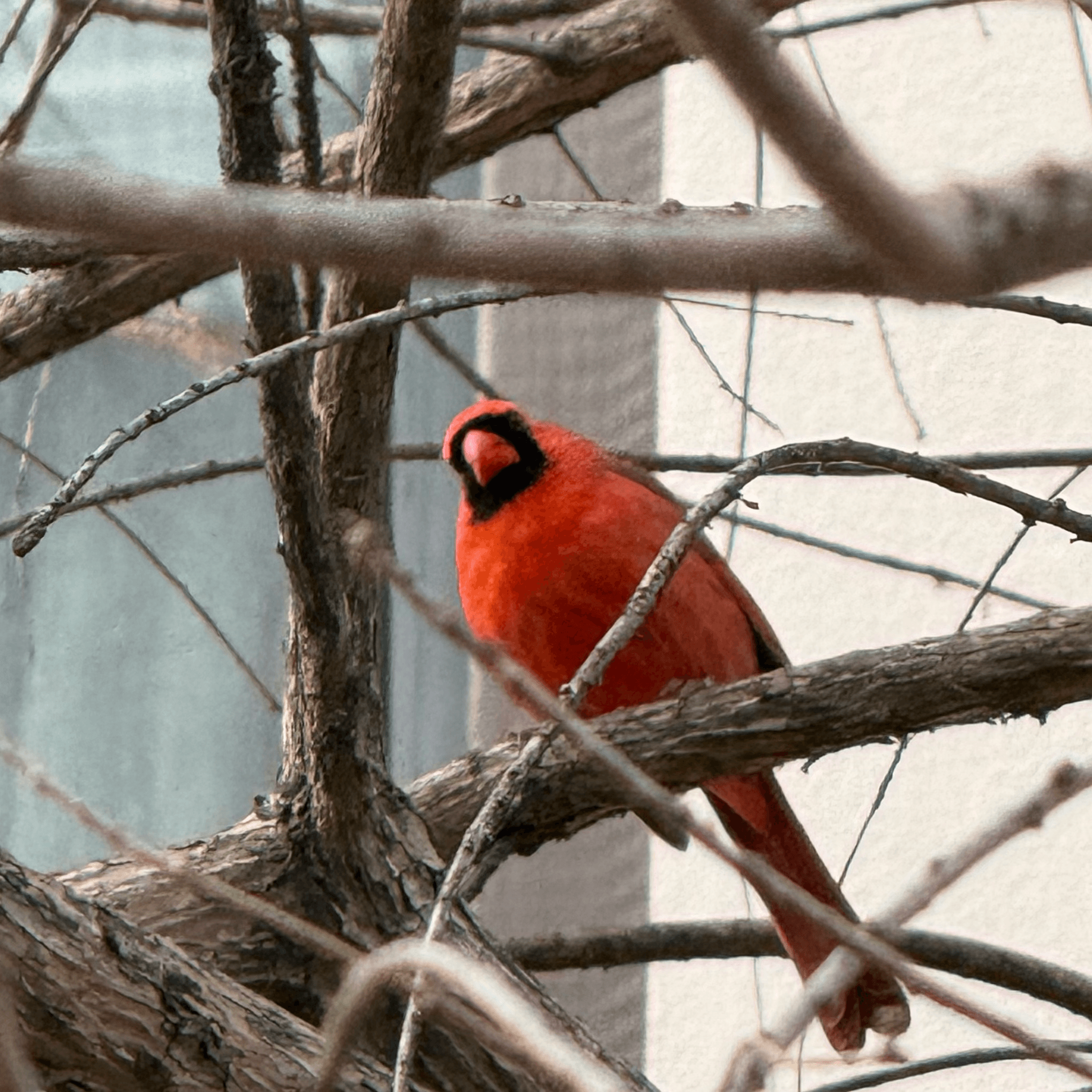 cardinal