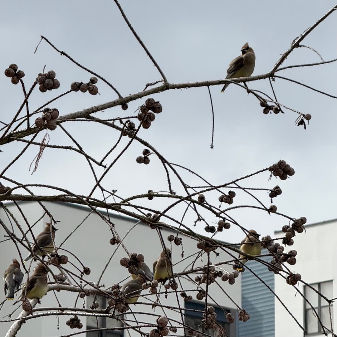 cedar waxwing