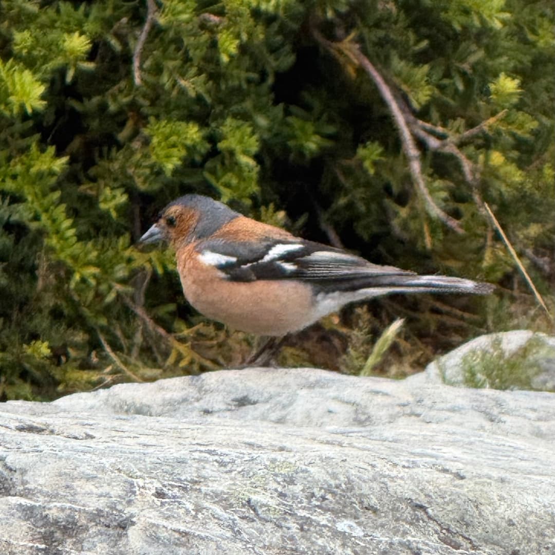 chaffinch