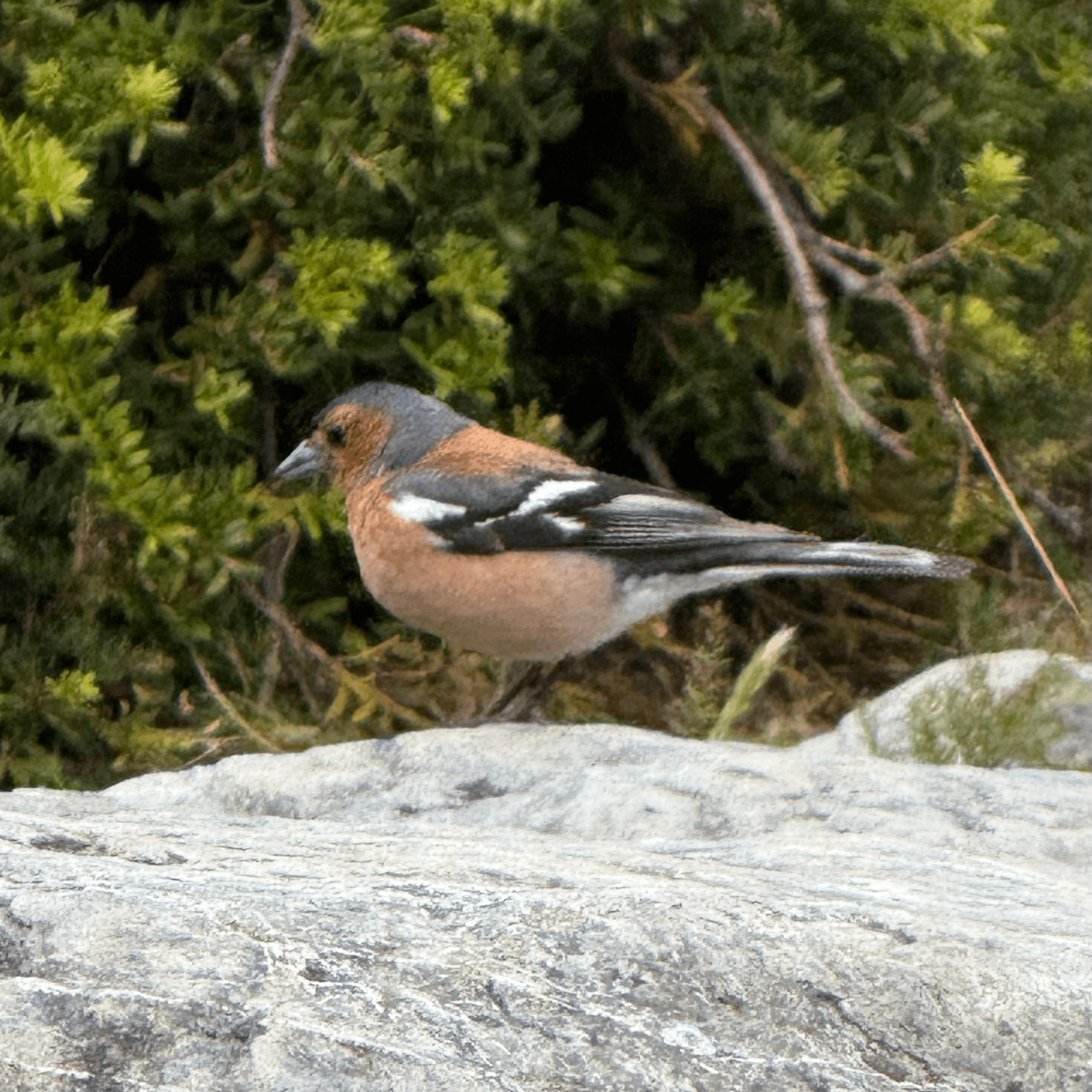 chaffinch