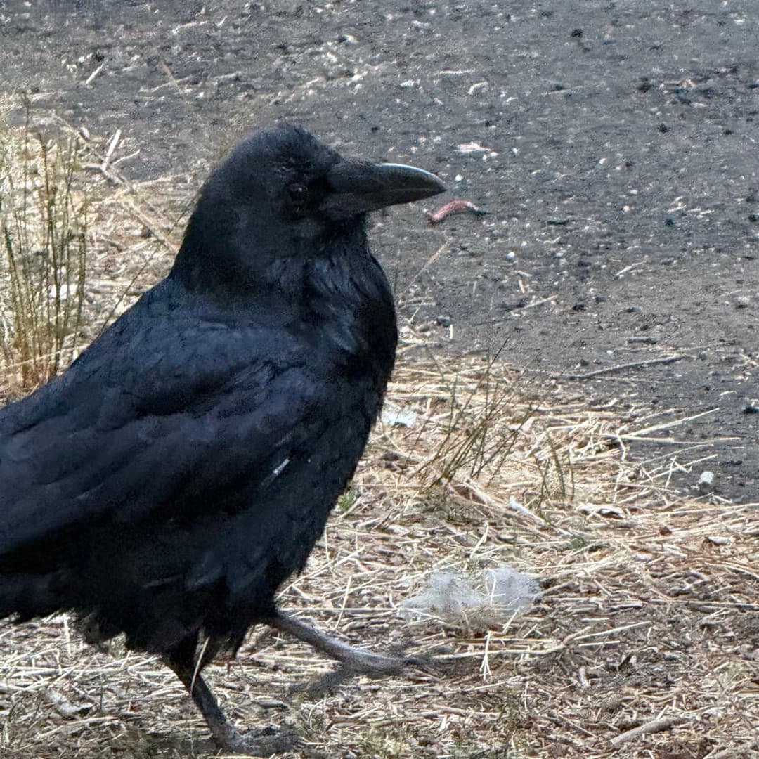 common raven