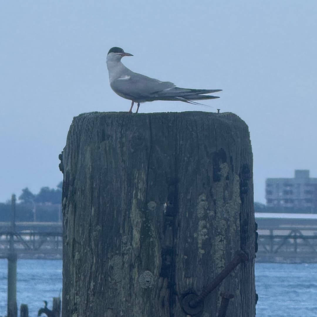 common tern