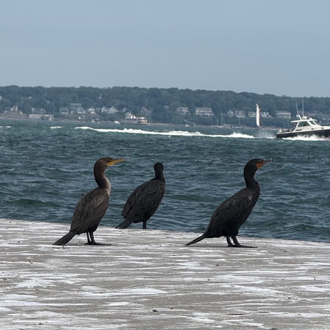 double crested cormorant