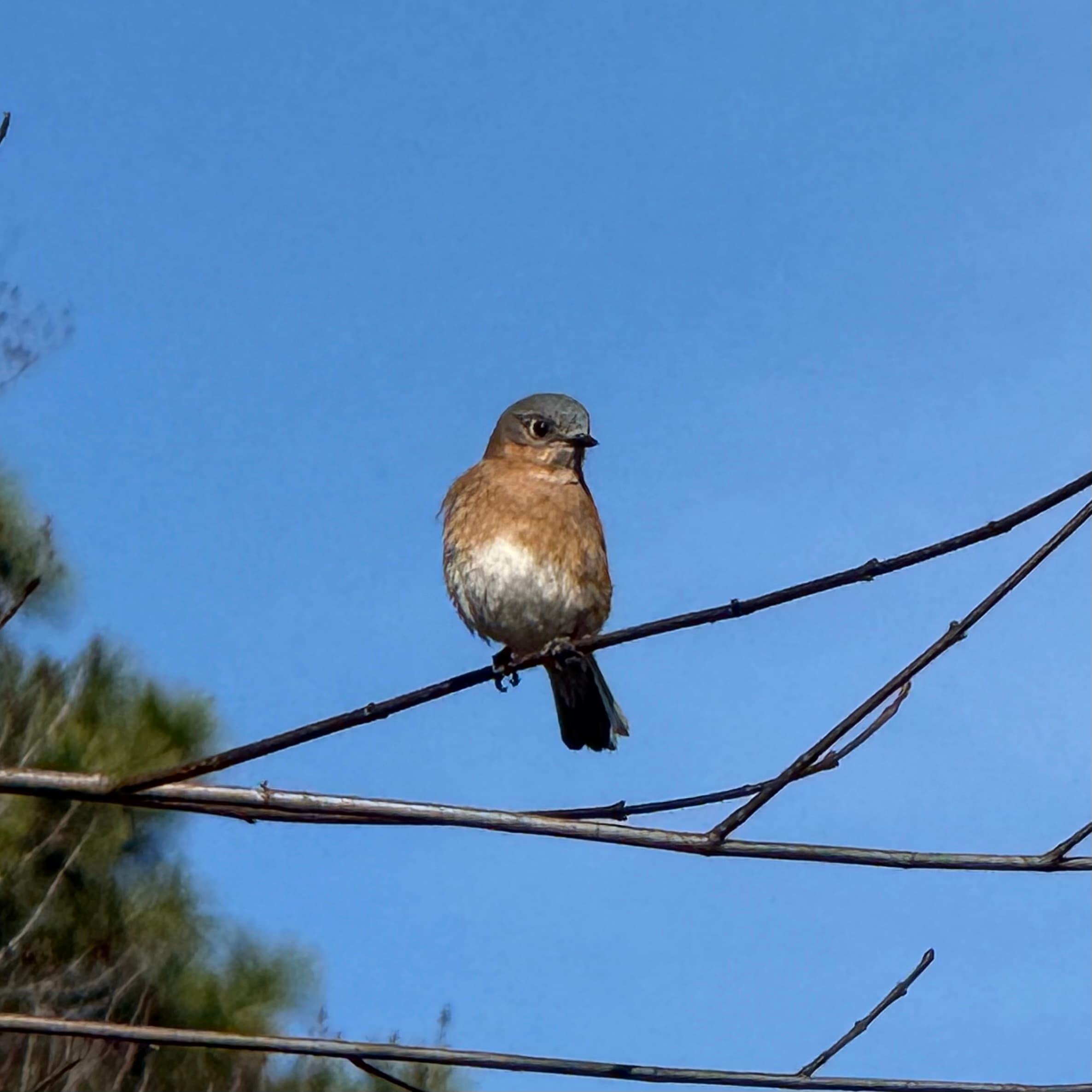 eastern bluebird