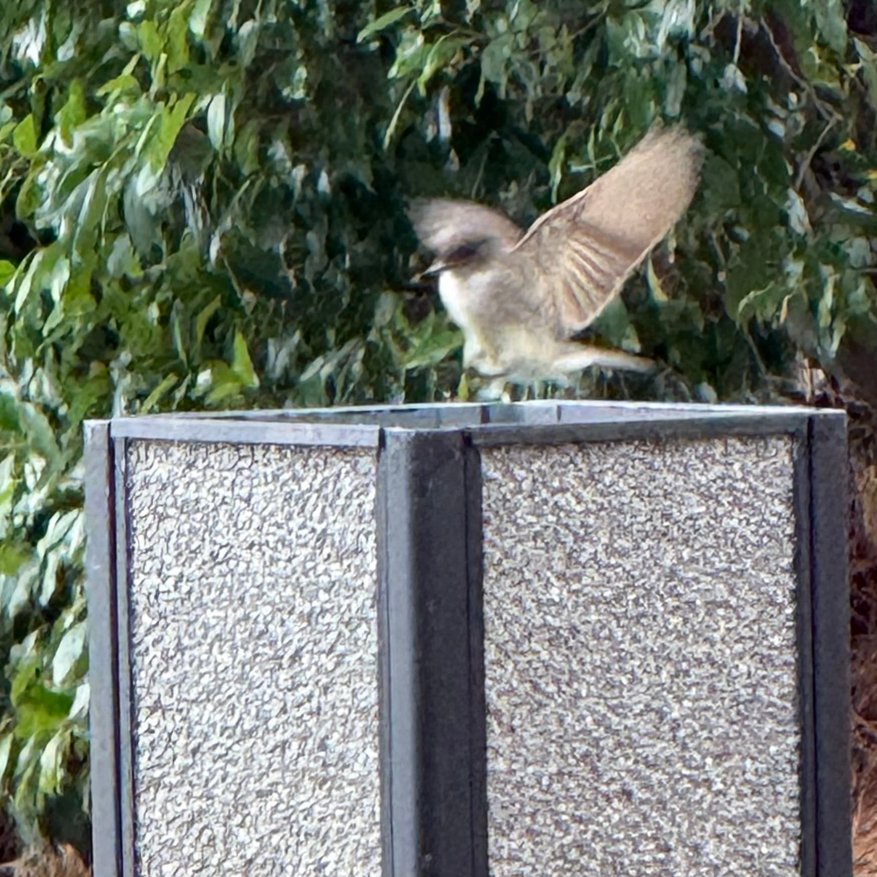 eastern phoebe