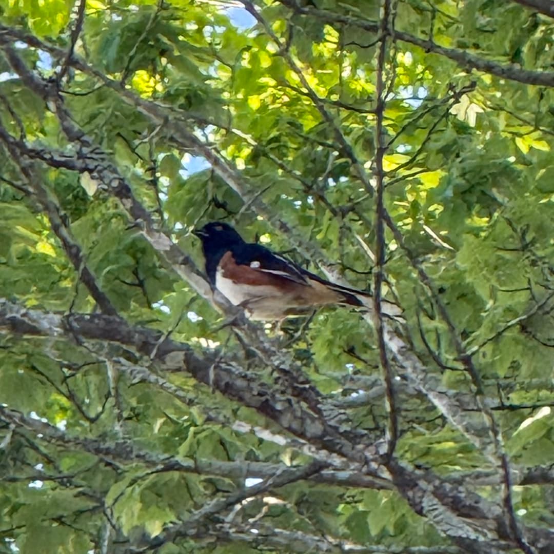 eastern towhee