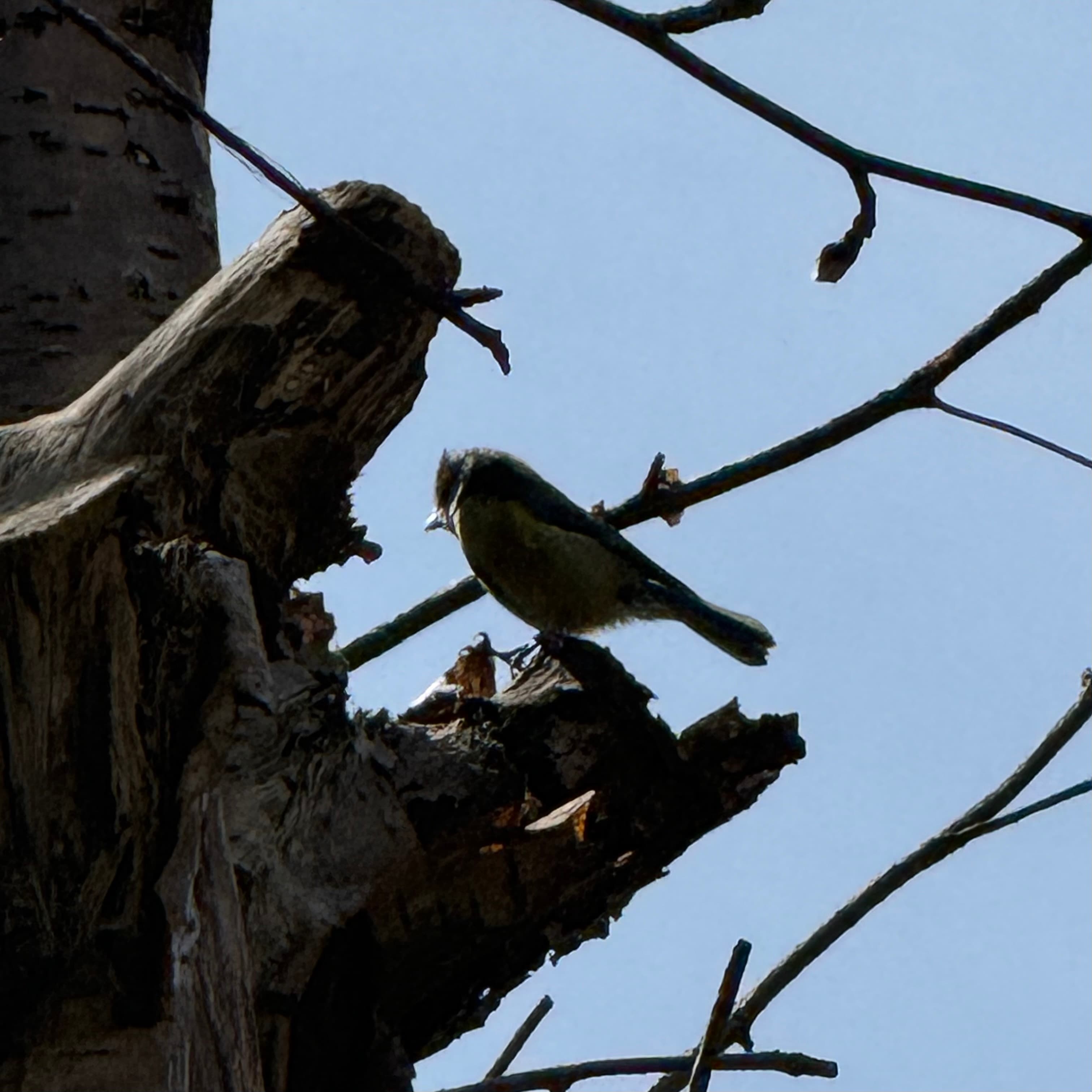 eurasian blue tit