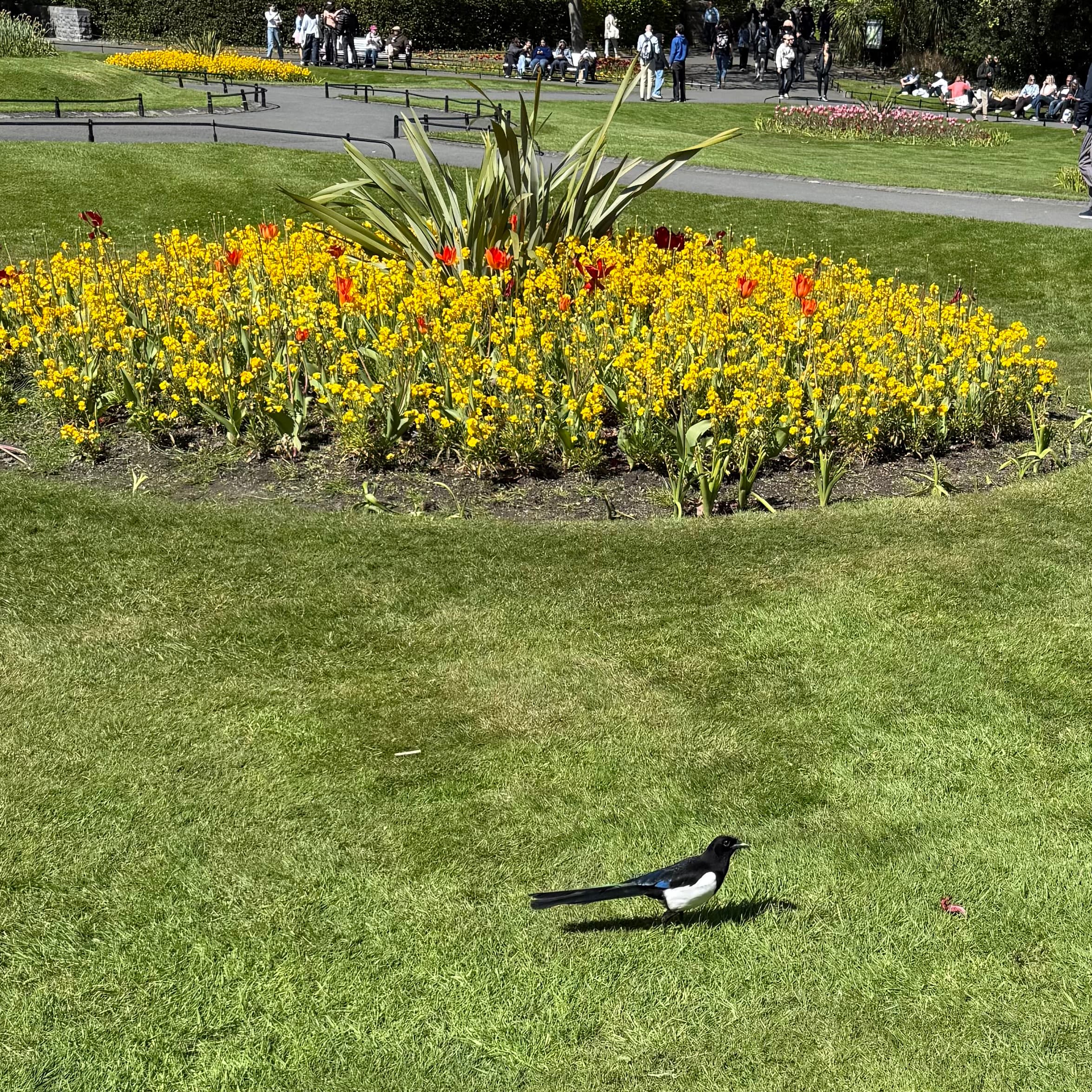 eurasian magpie