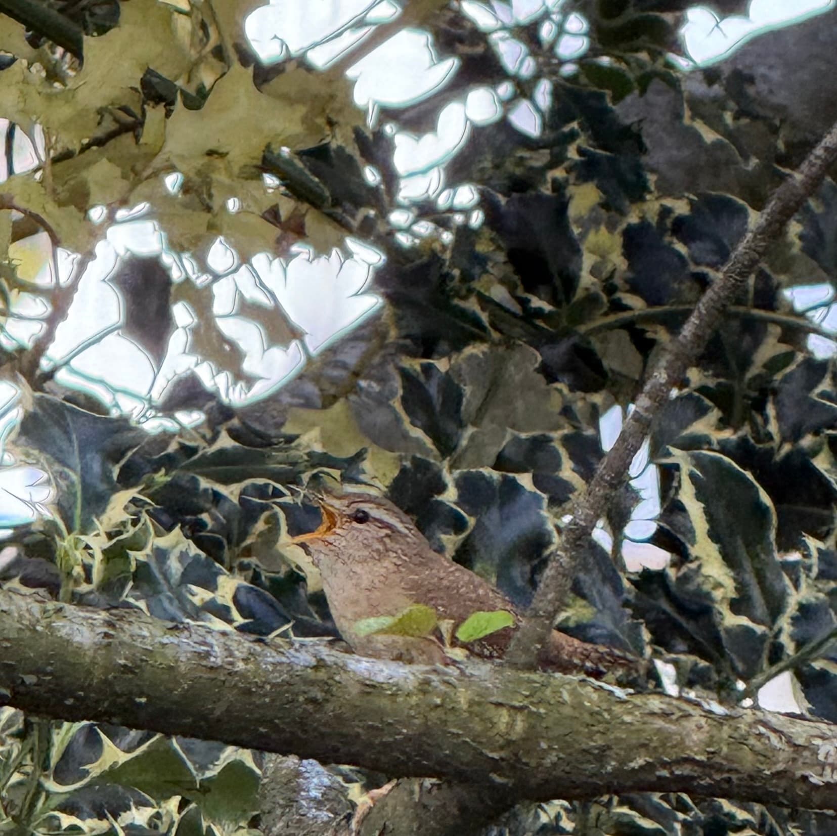 eurasian wren