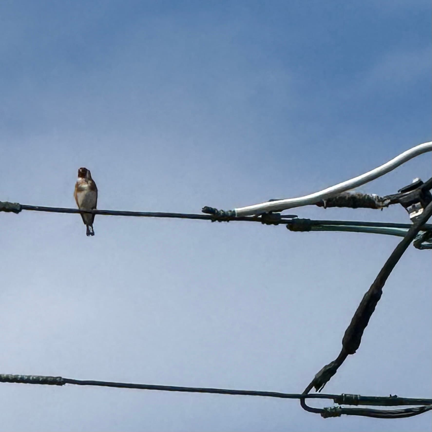 european goldfinch