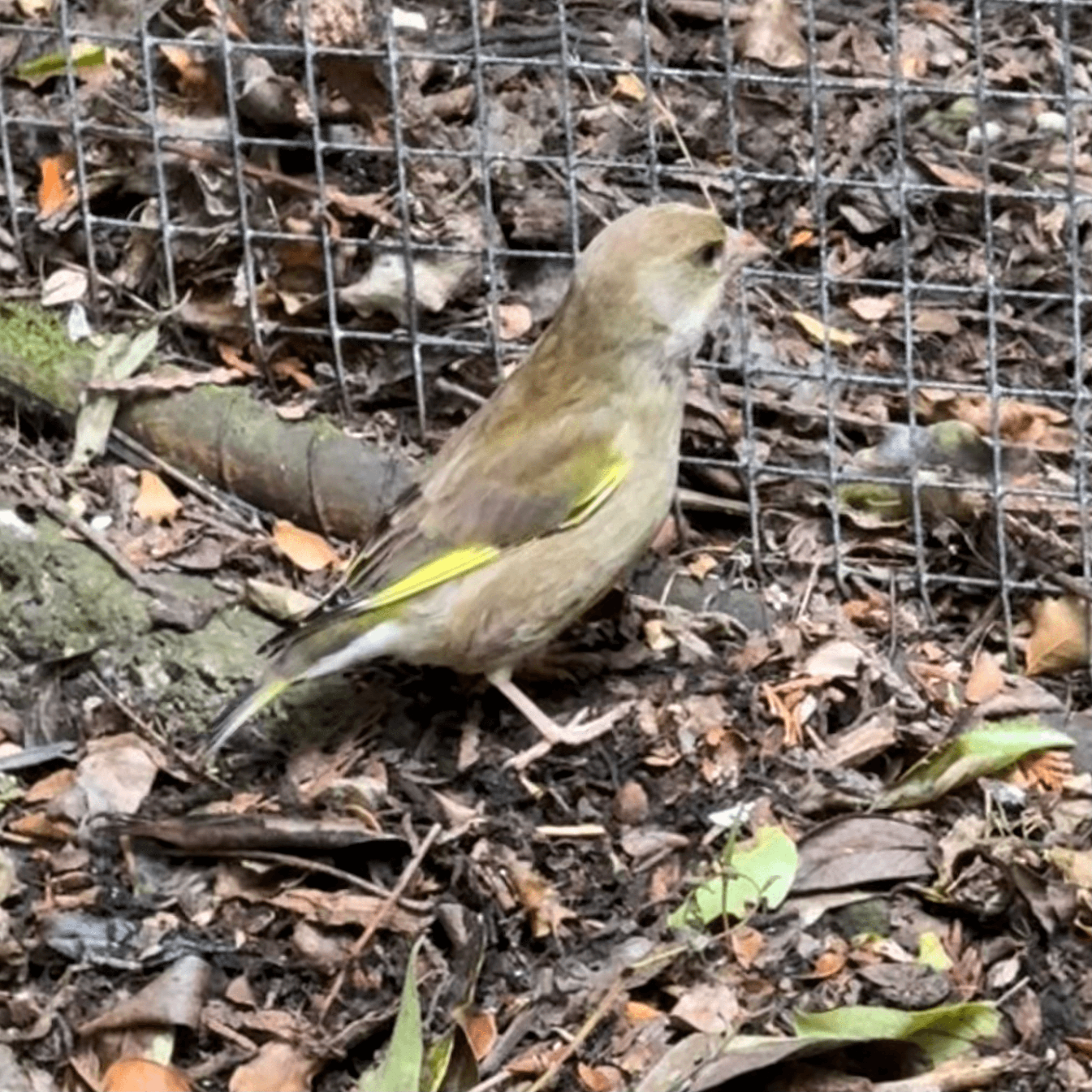 european greenfinch