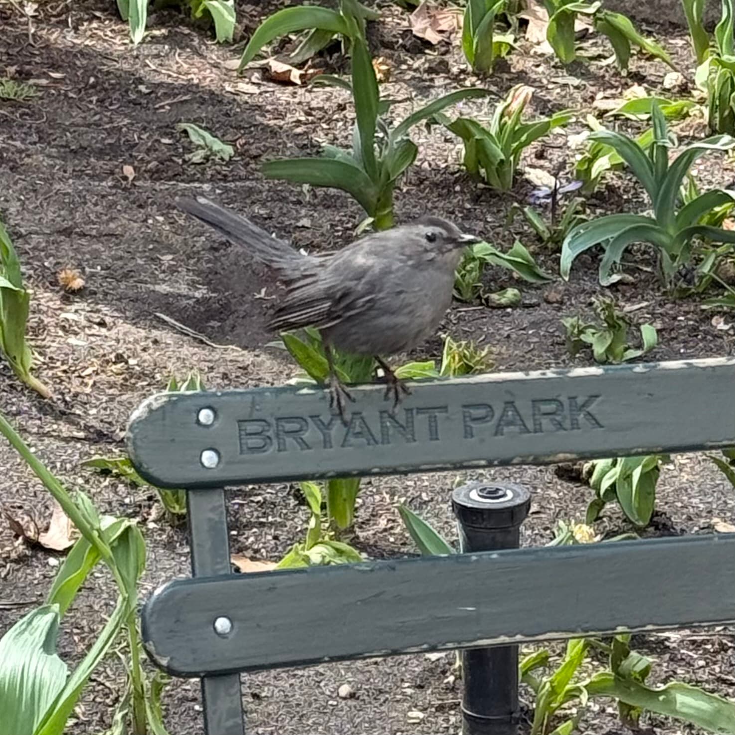 gray catbird