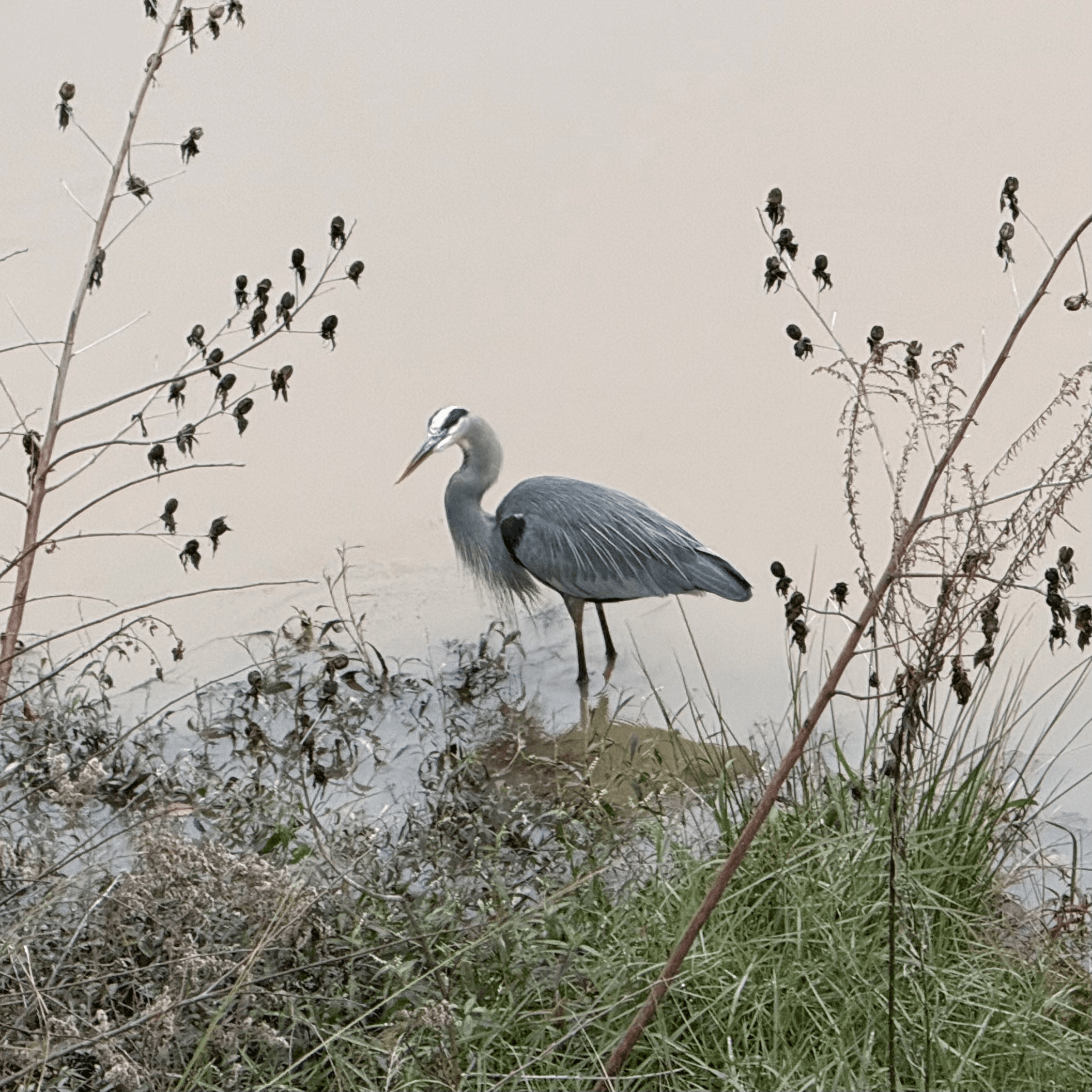 great blue heron