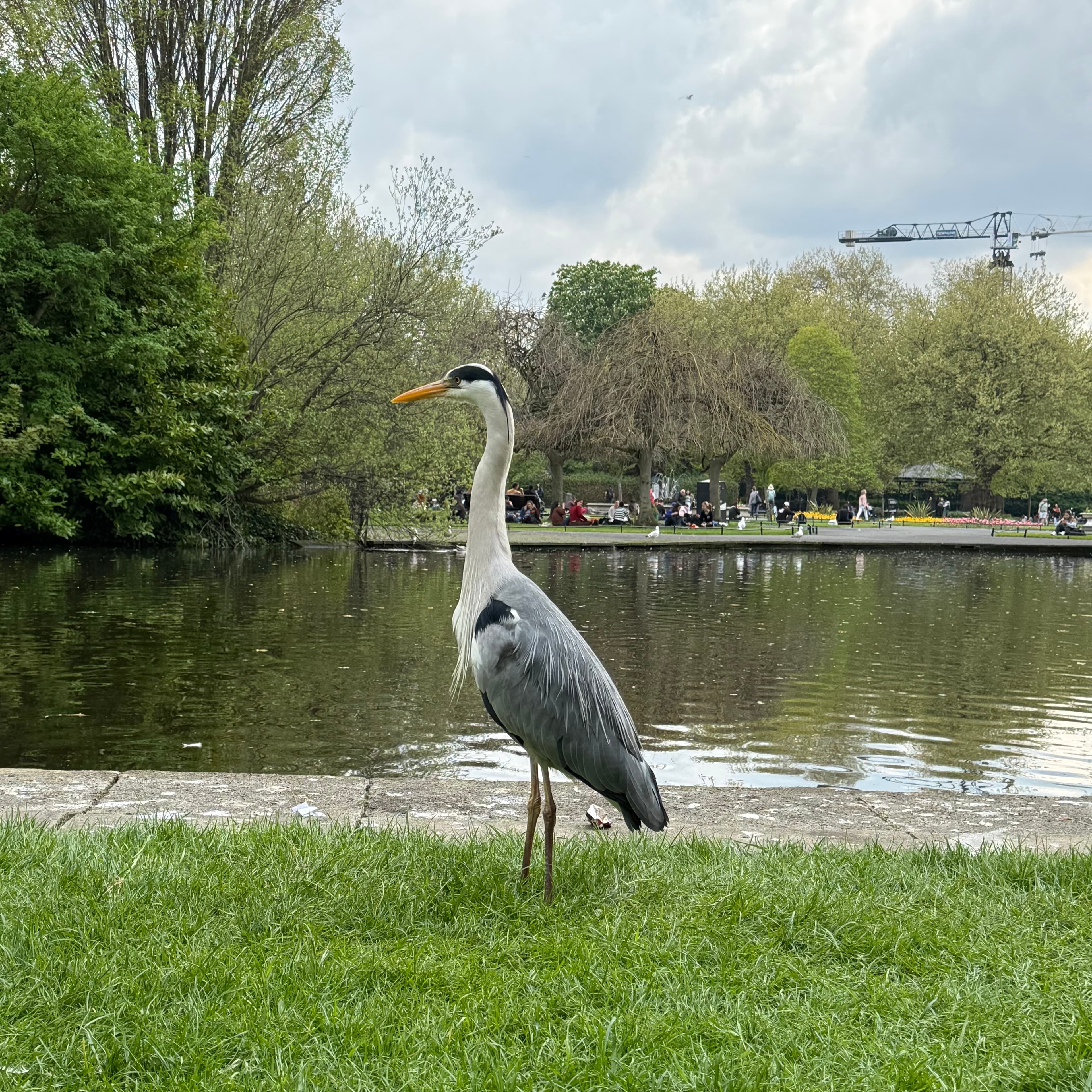 grey heron