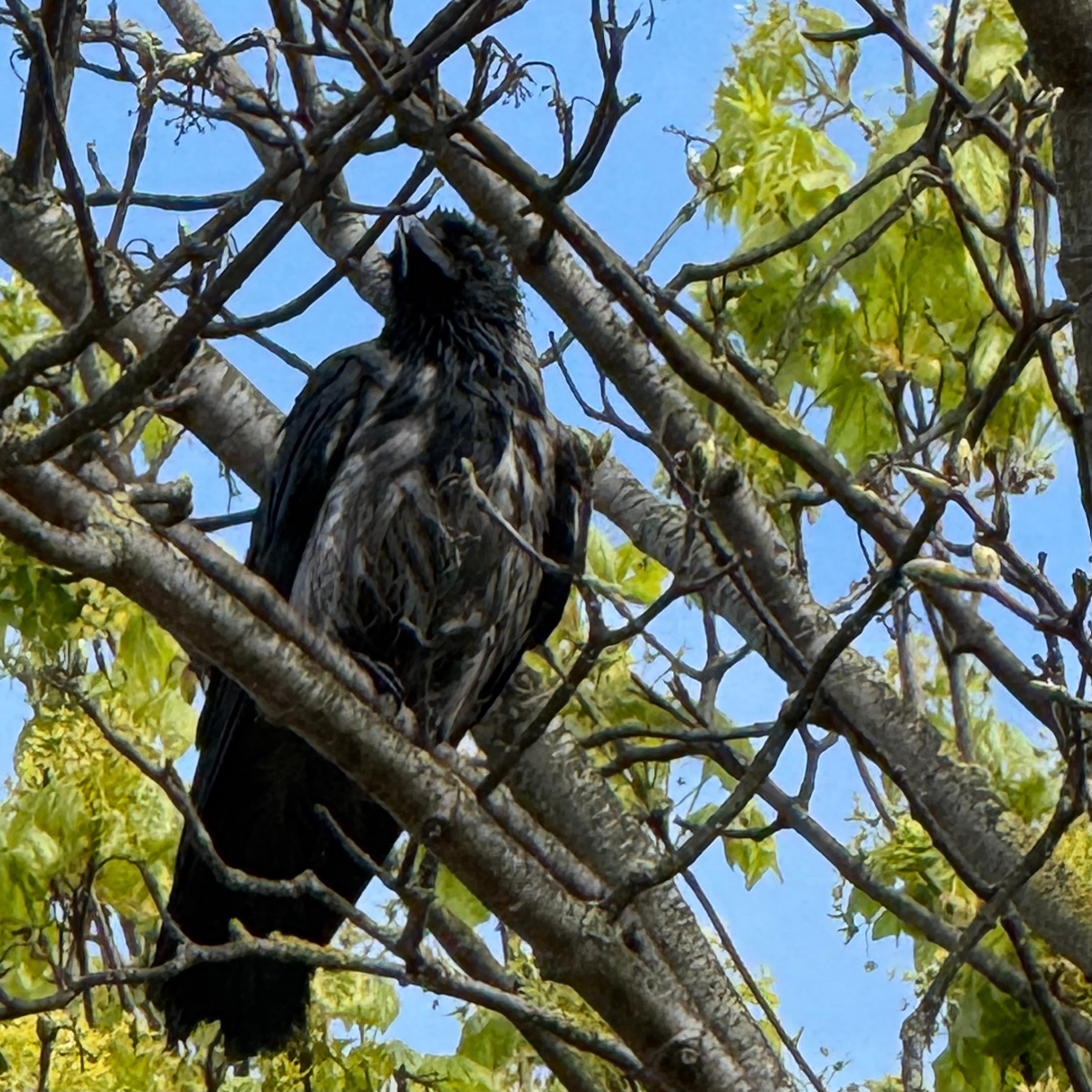 hooded crow