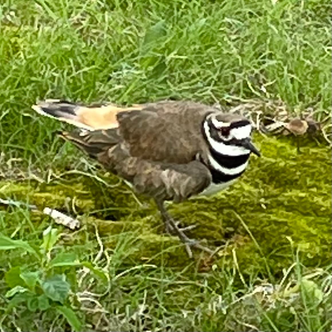 killdeer