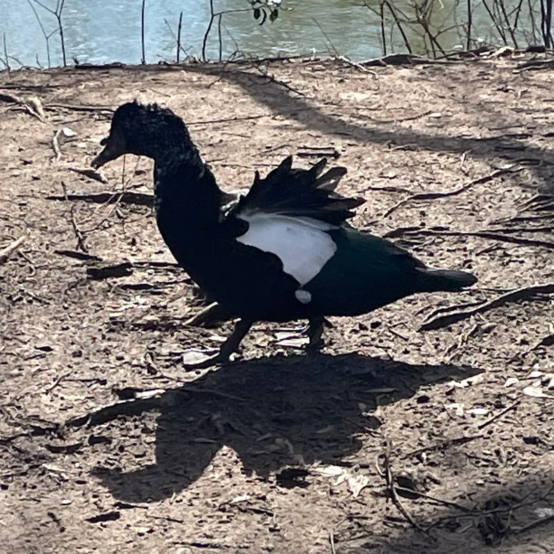 muscovy duck