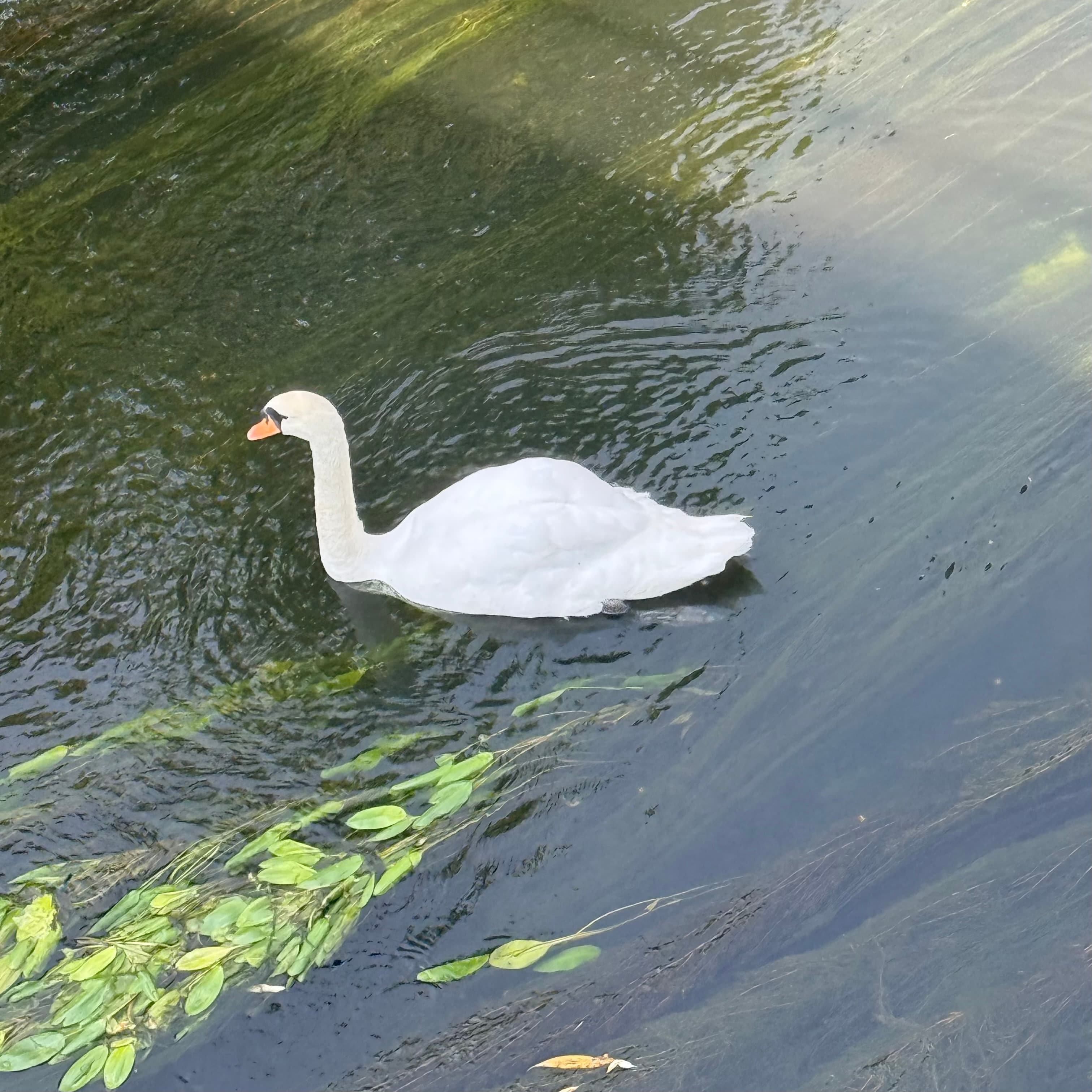 mute swan