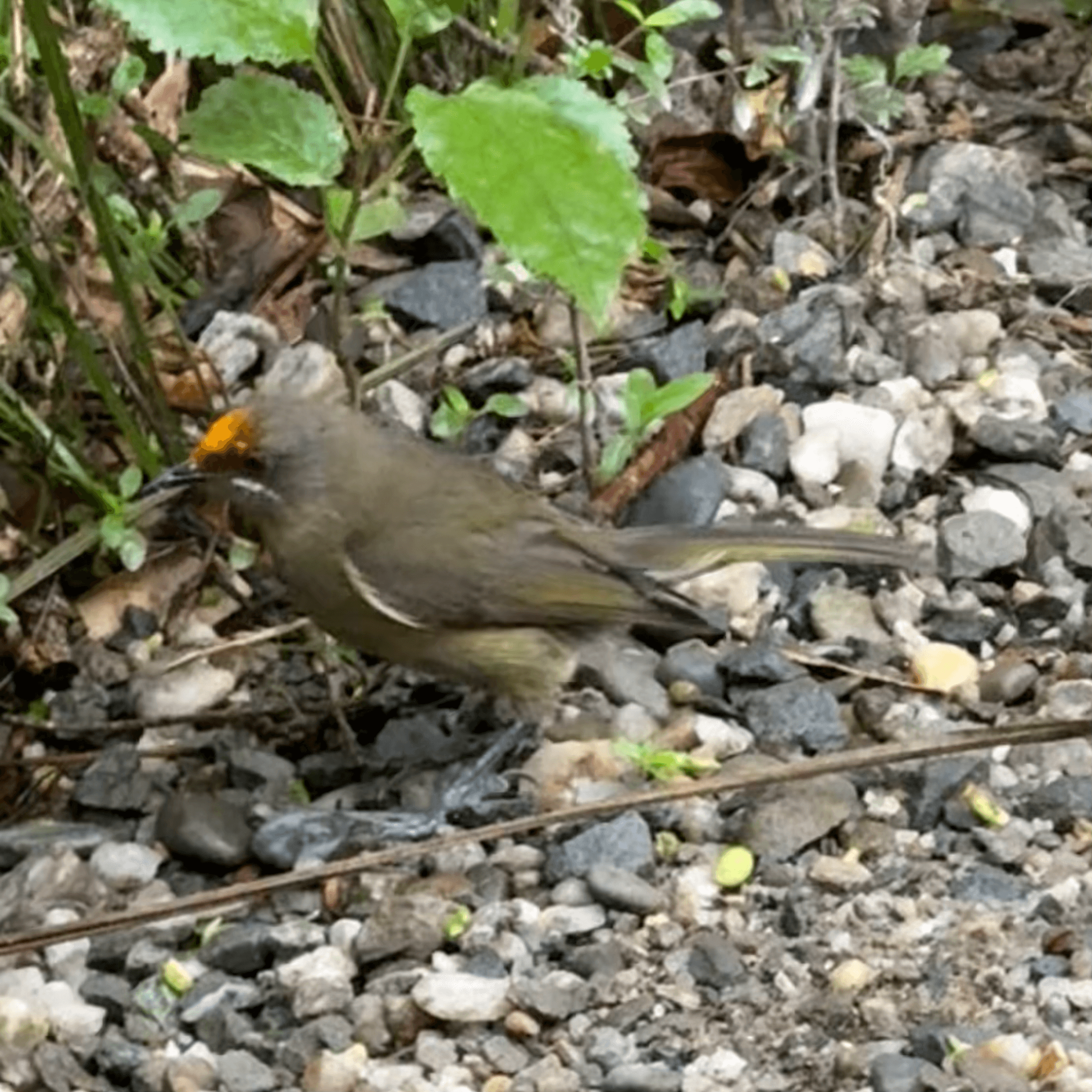 new zealand bellbird