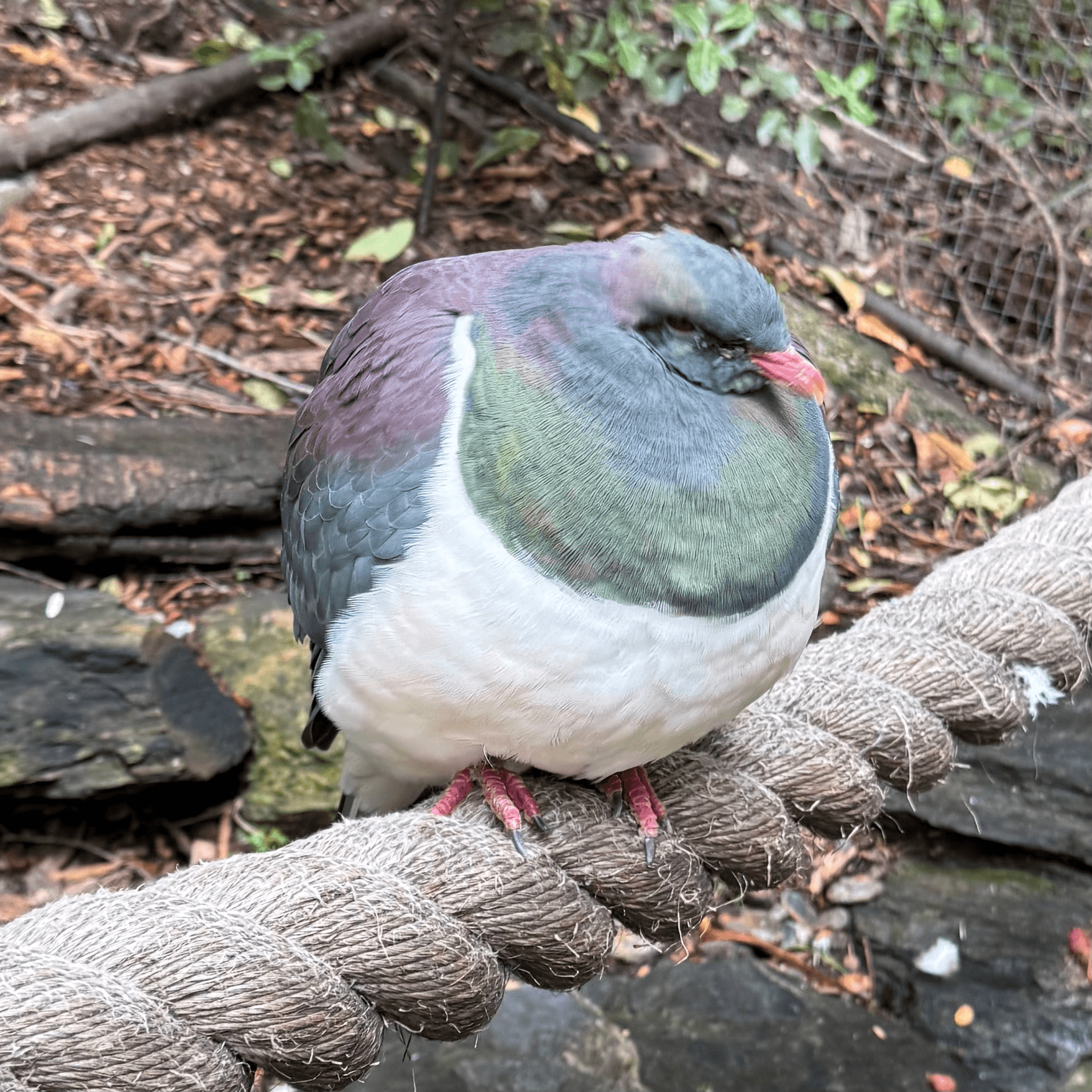 new zealand pigeon