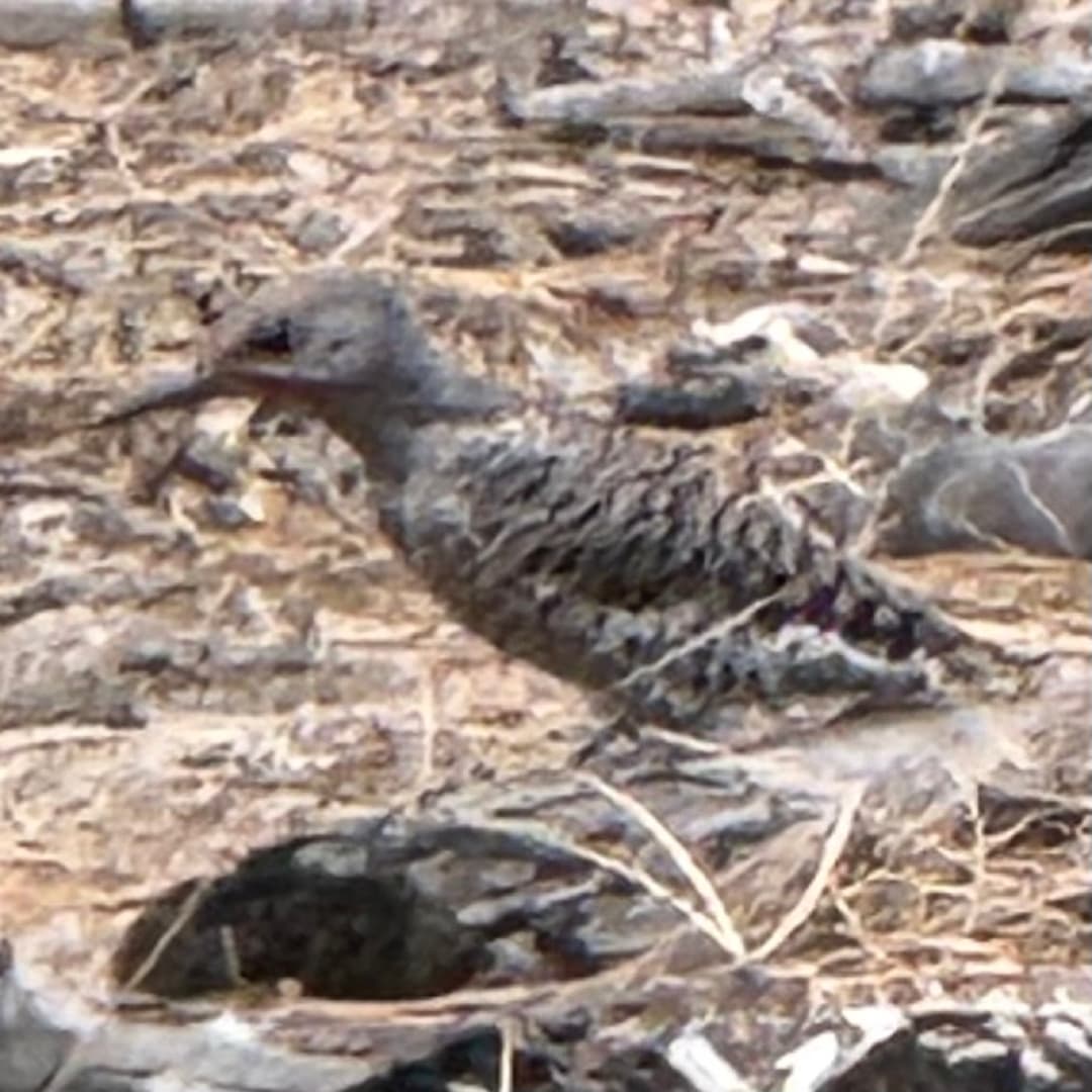 northern flicker