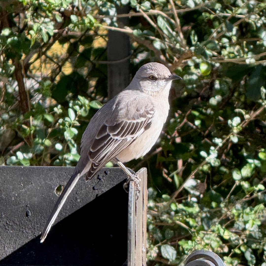 northern mockingbird