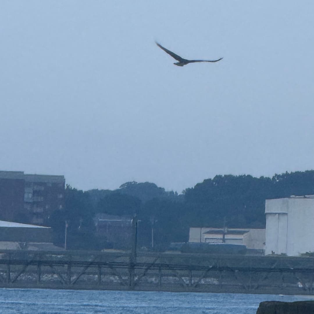 osprey