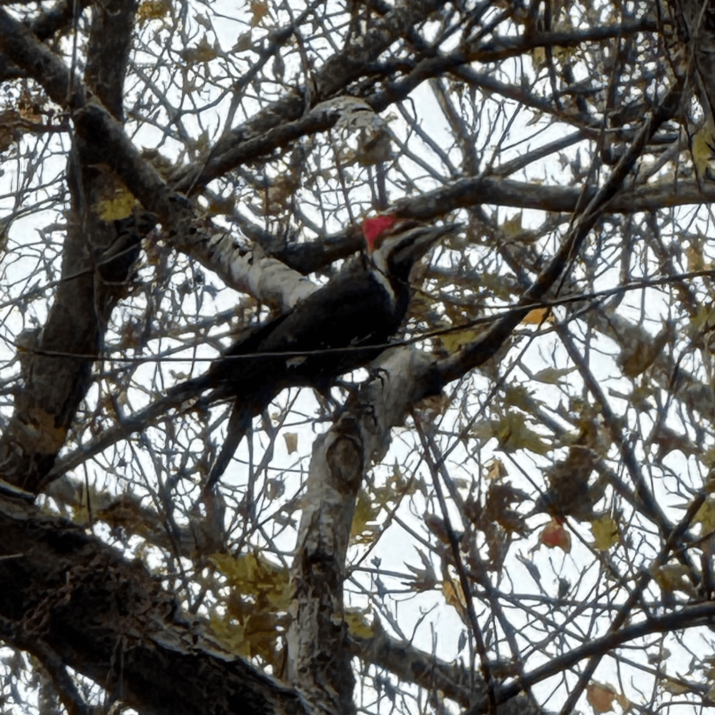 pileated woodpecker