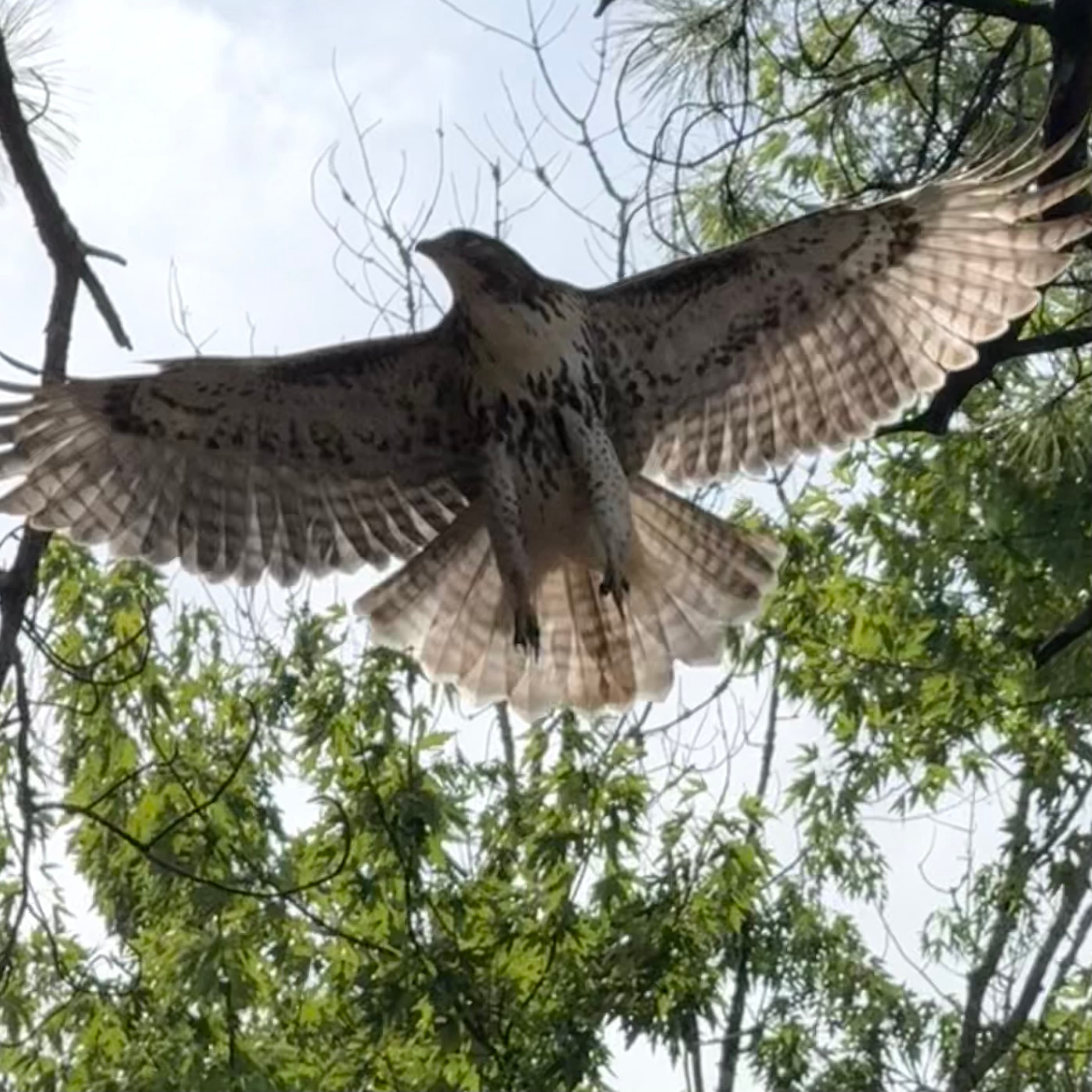 red tailed hawk