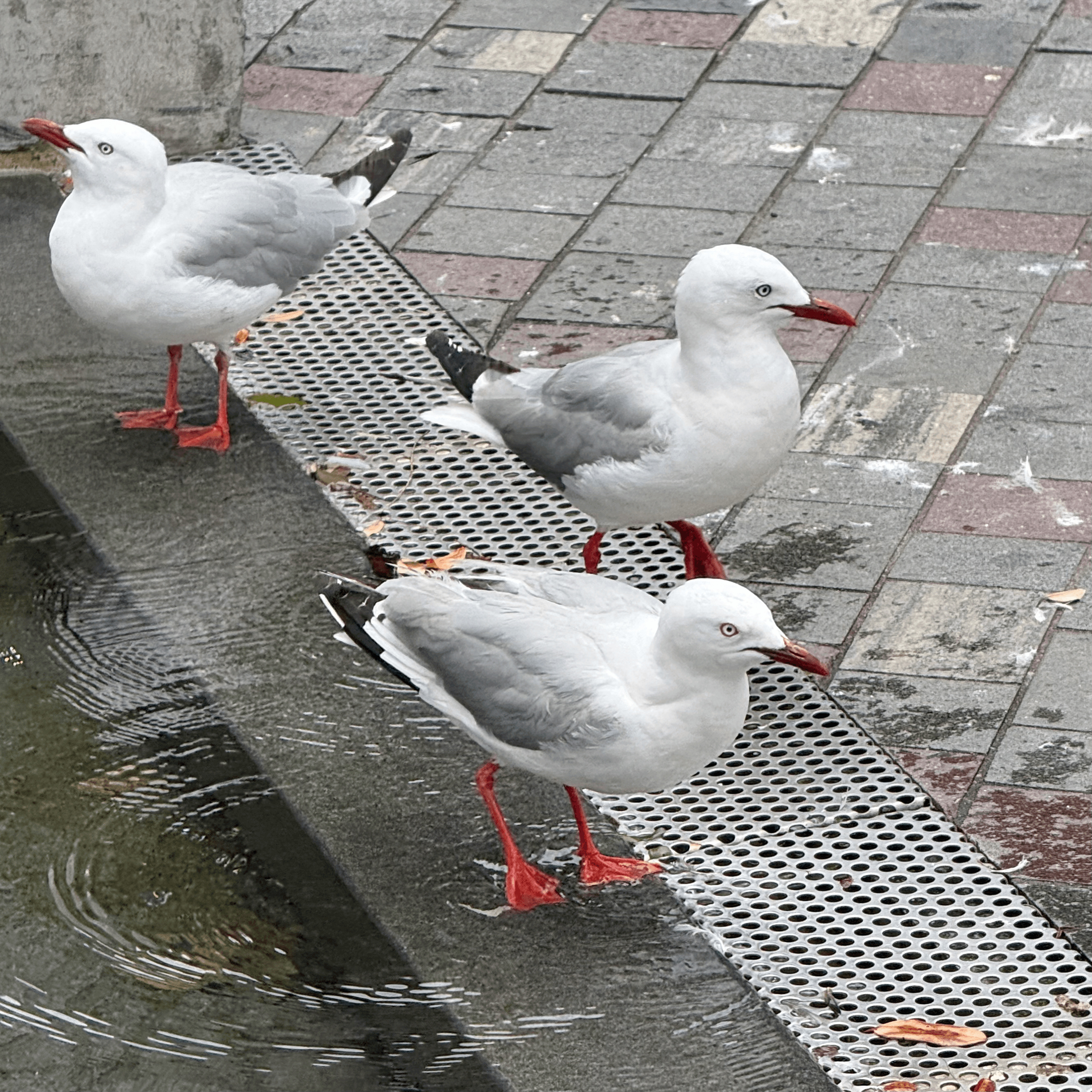 silver gull
