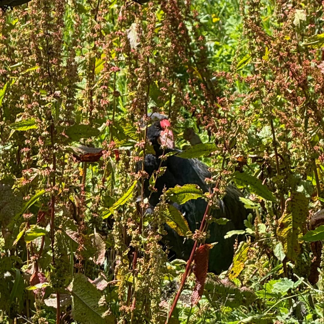 takahe