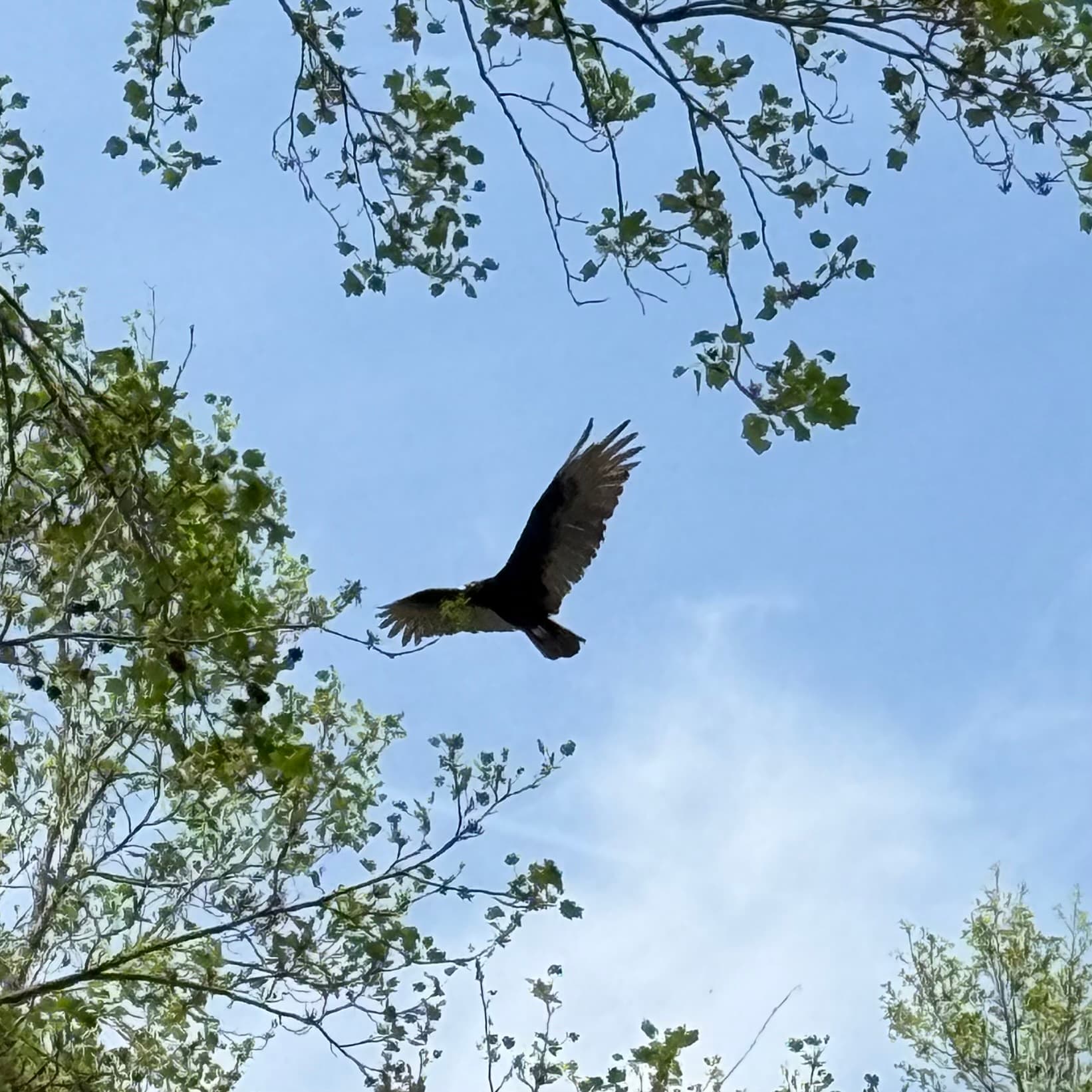 turkey vulture