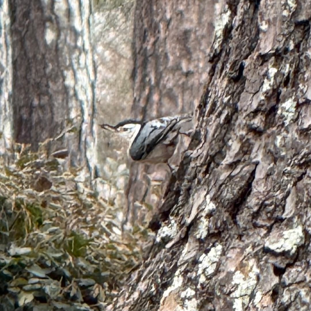 white breasted nuthatch