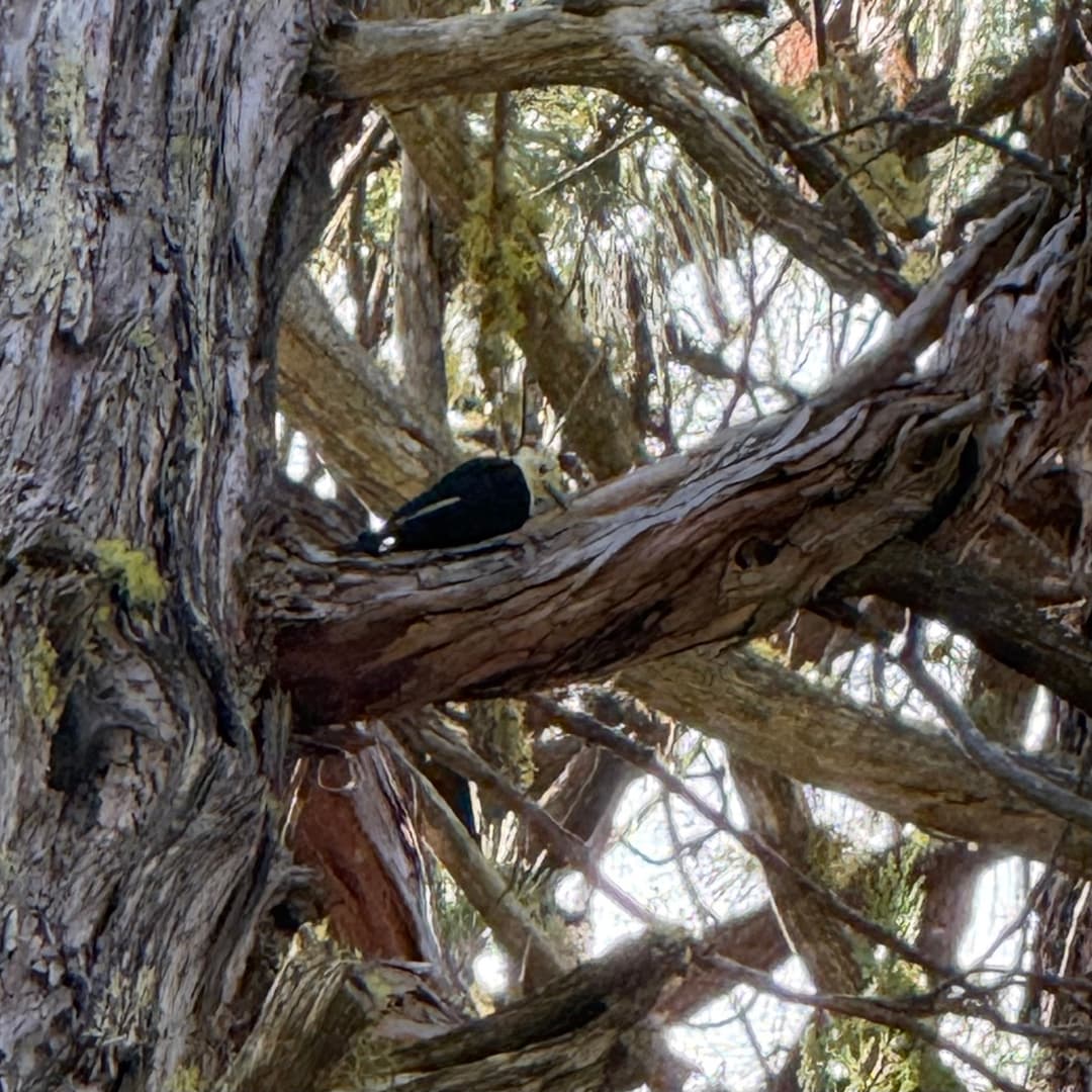 white headed woodpecker