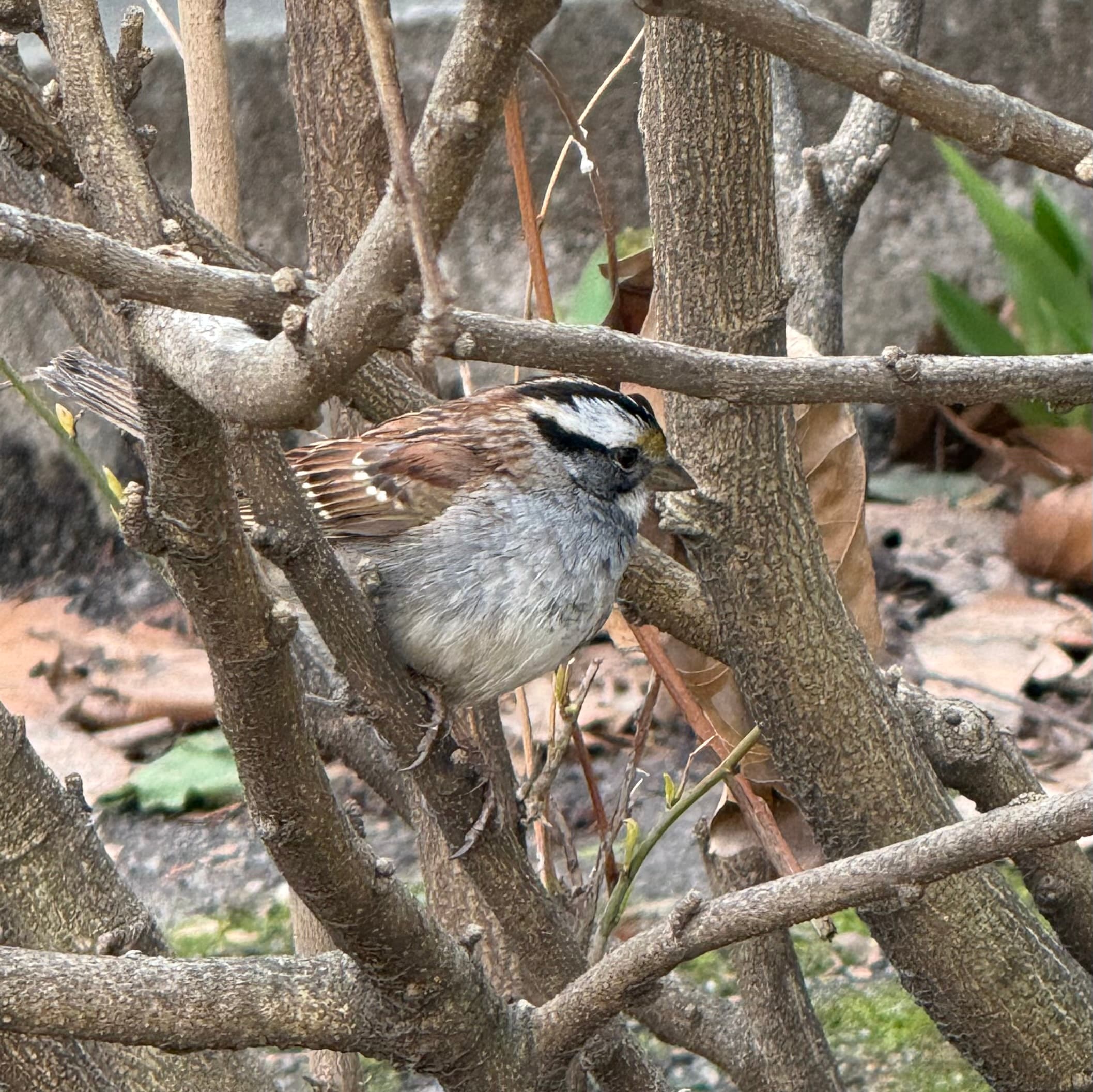 white throated sparrow