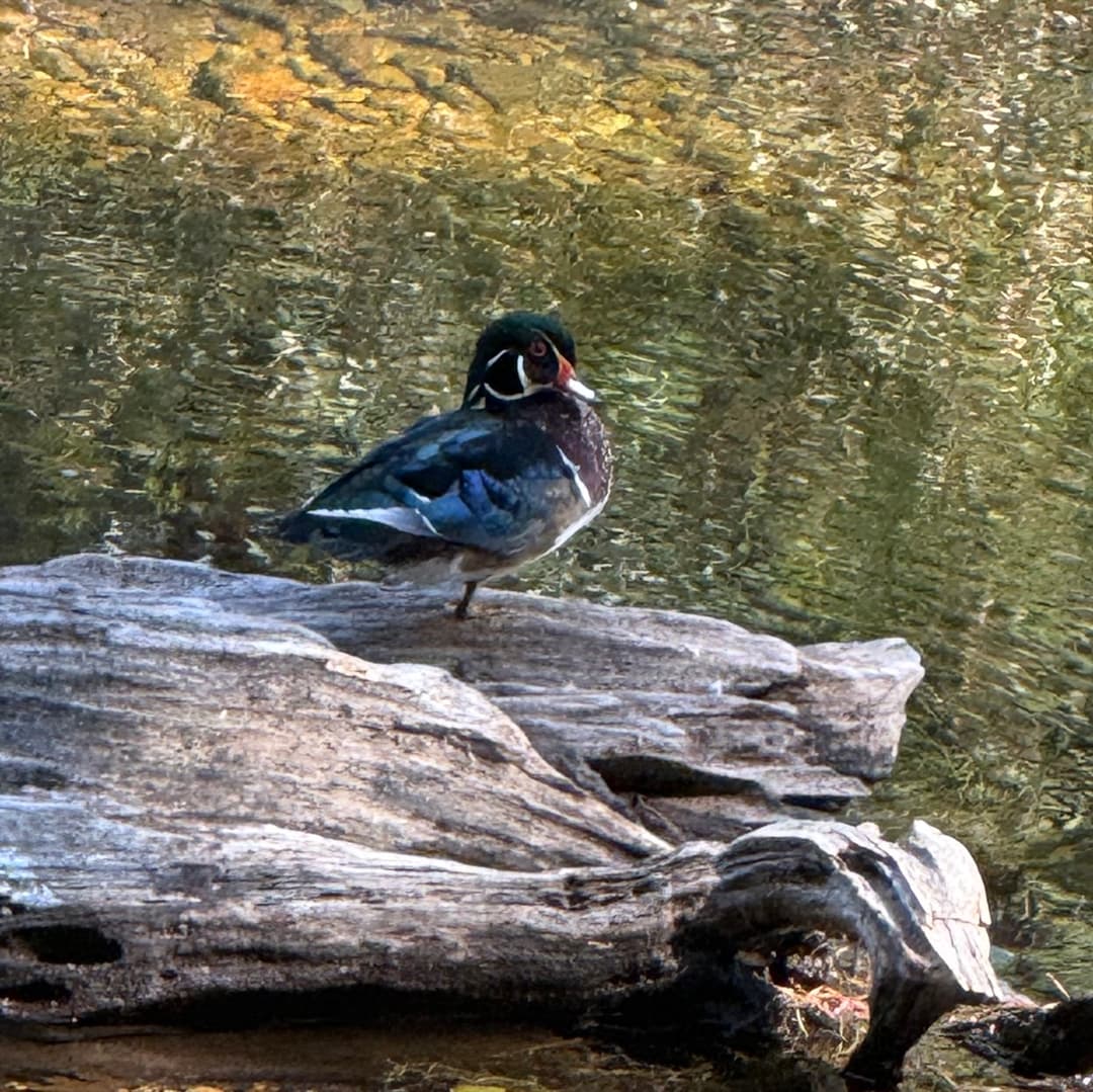 wood duck