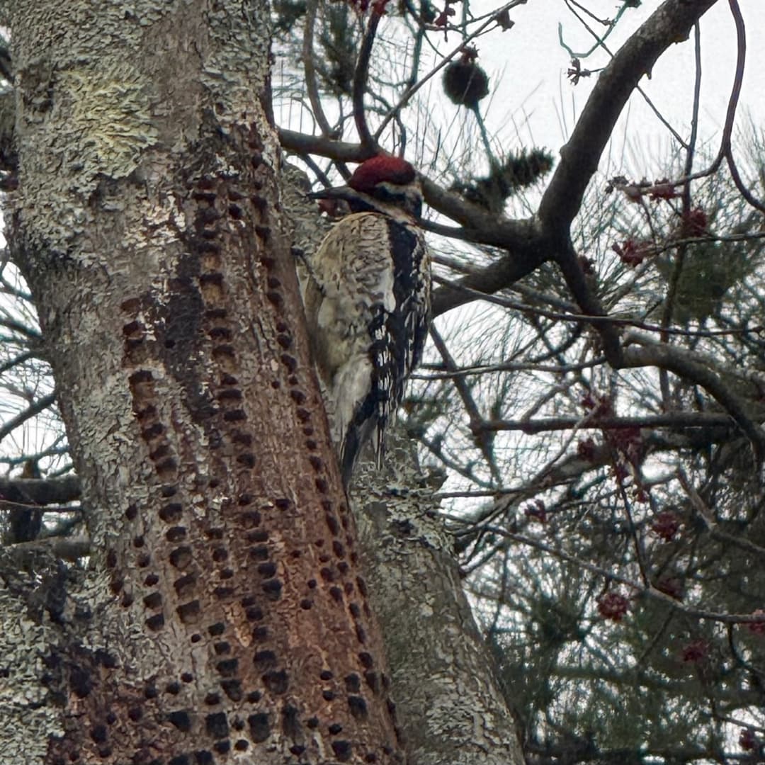 yellow bellied sapsucker